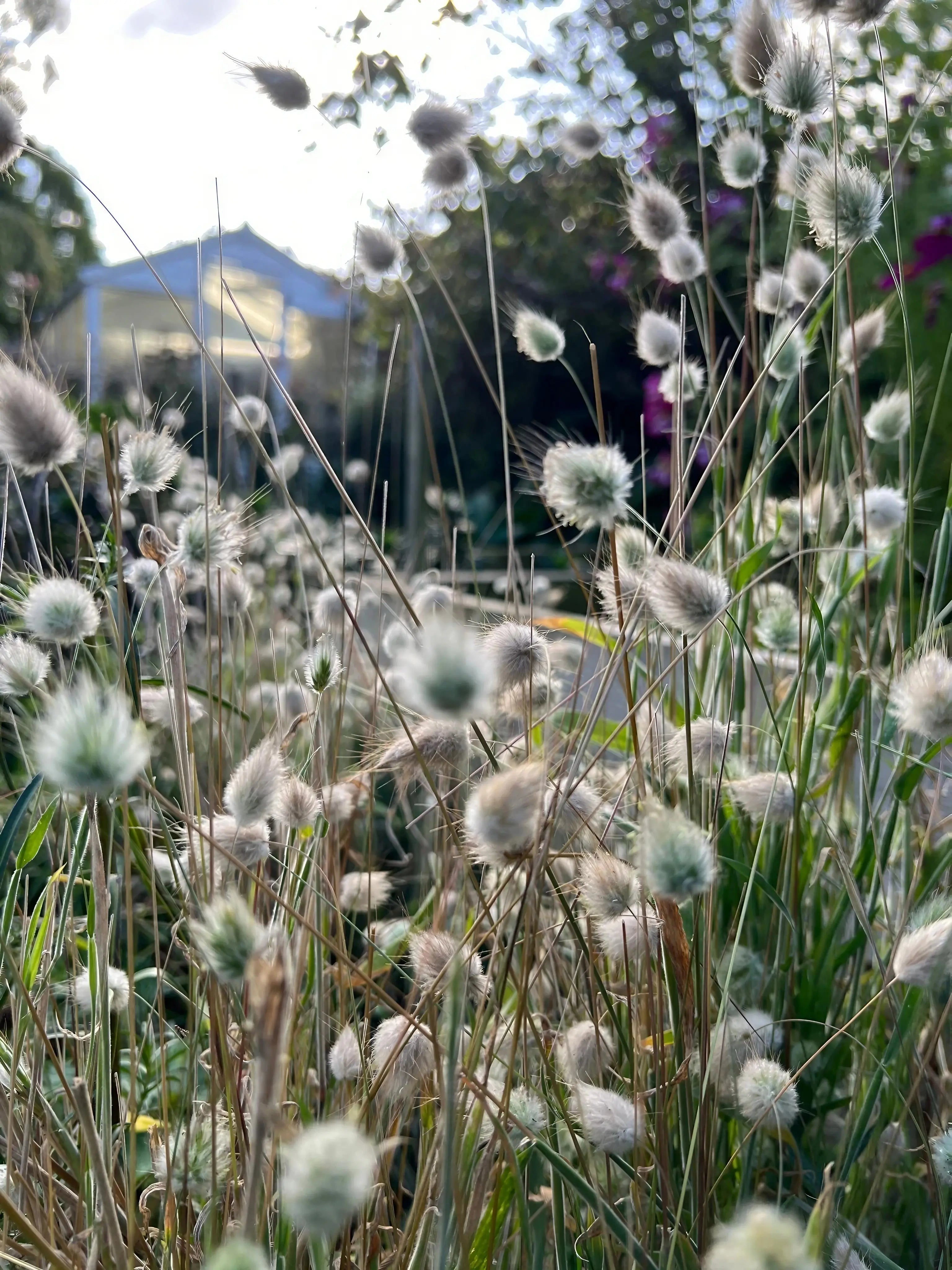 Bunny Tails - Lagurus Ovatus - REGN