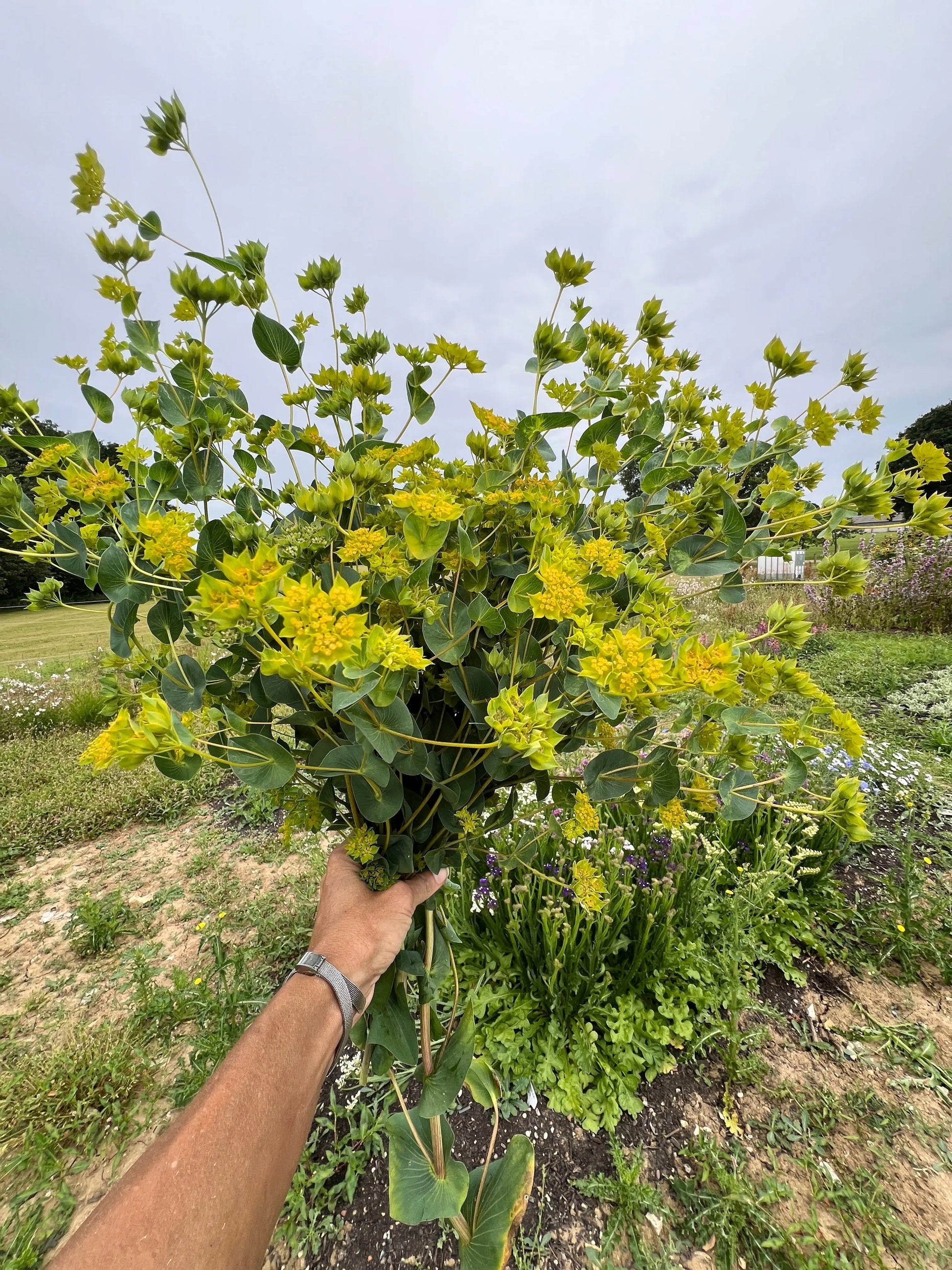 Bupleurum Griffithii - REGN