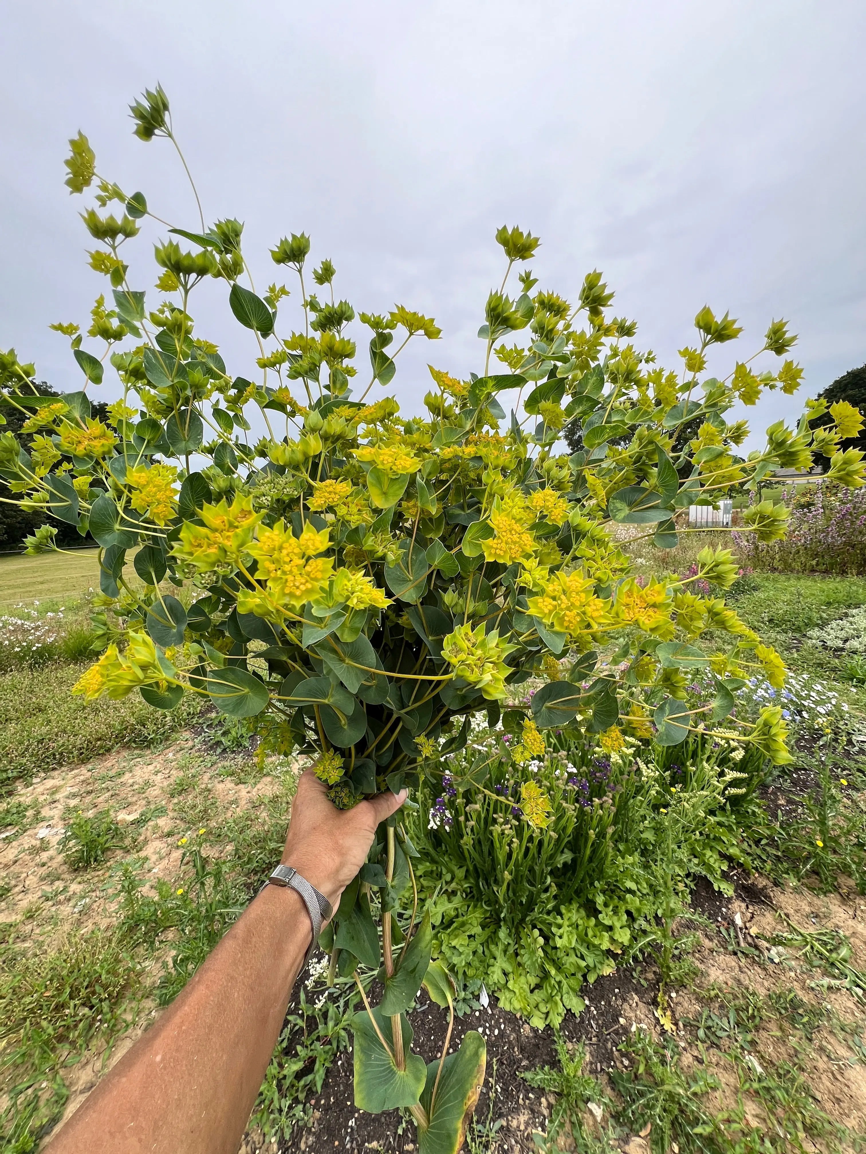 Bupleurum Griffithii - REGN