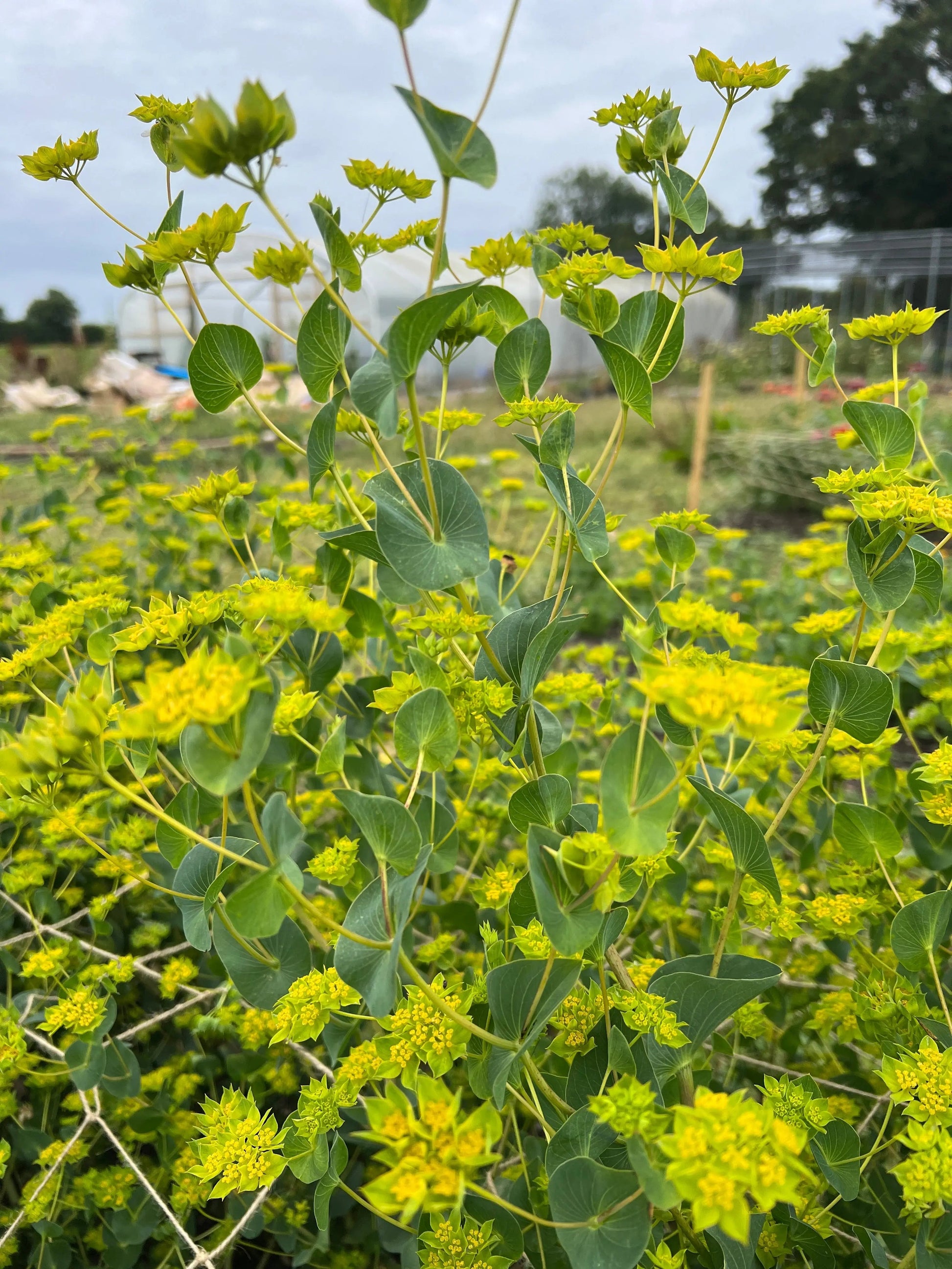 Bupleurum Griffithii - REGN