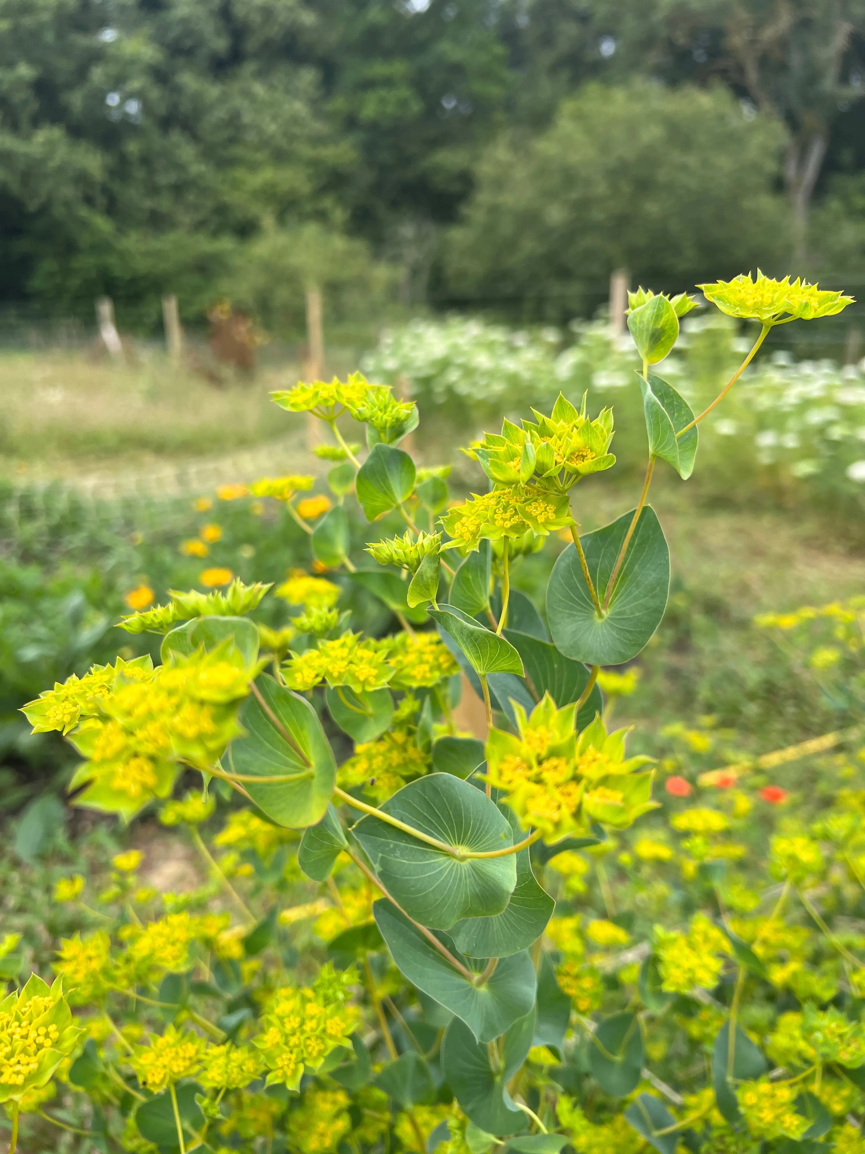 Bupleurum Griffithii - REGN