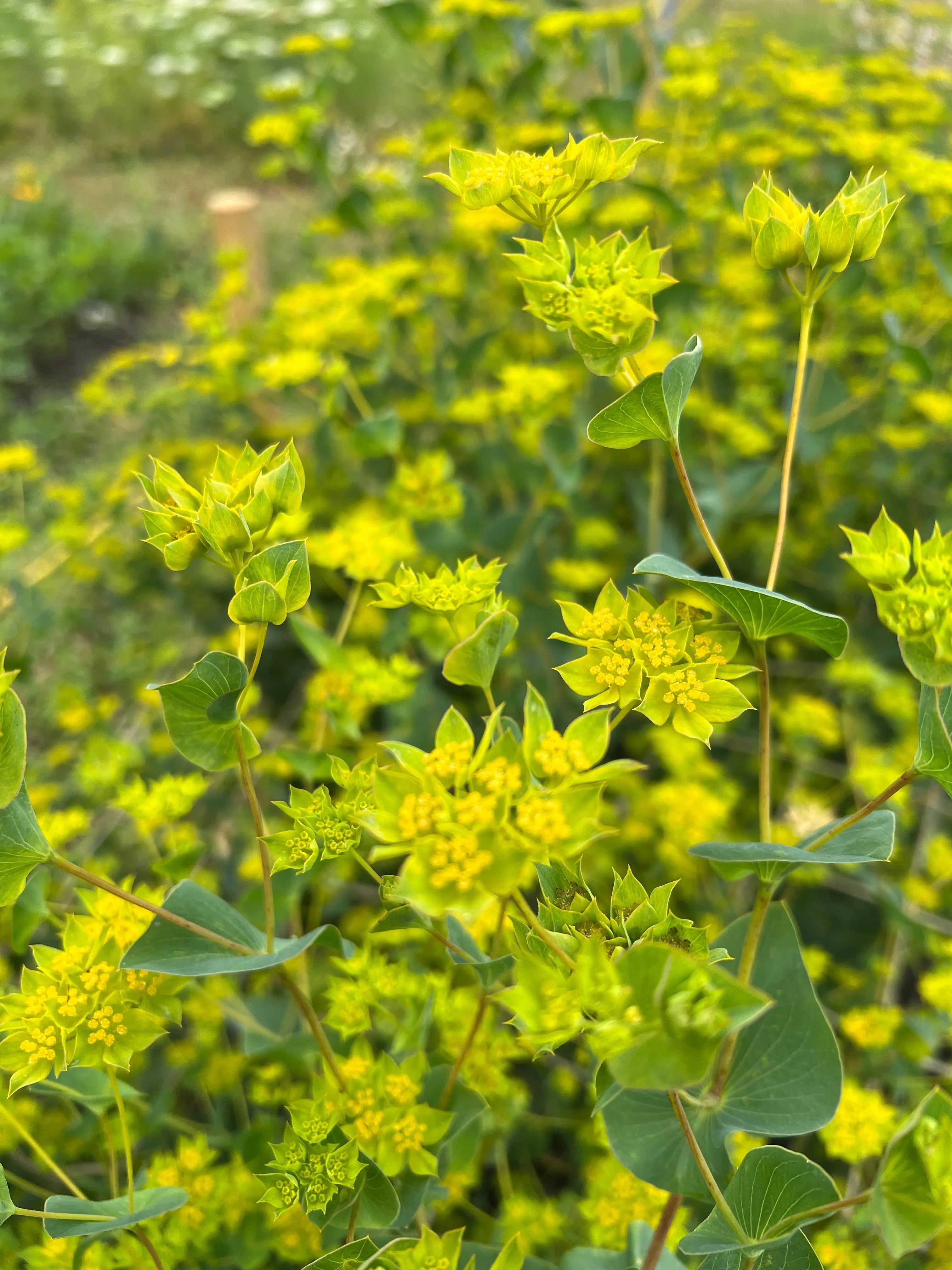 Bupleurum Griffithii - REGN