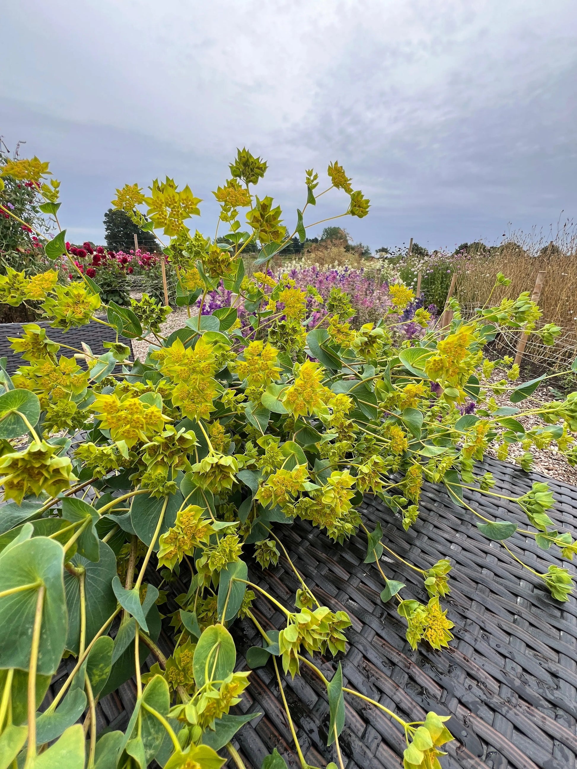 Bupleurum Griffithii - REGN