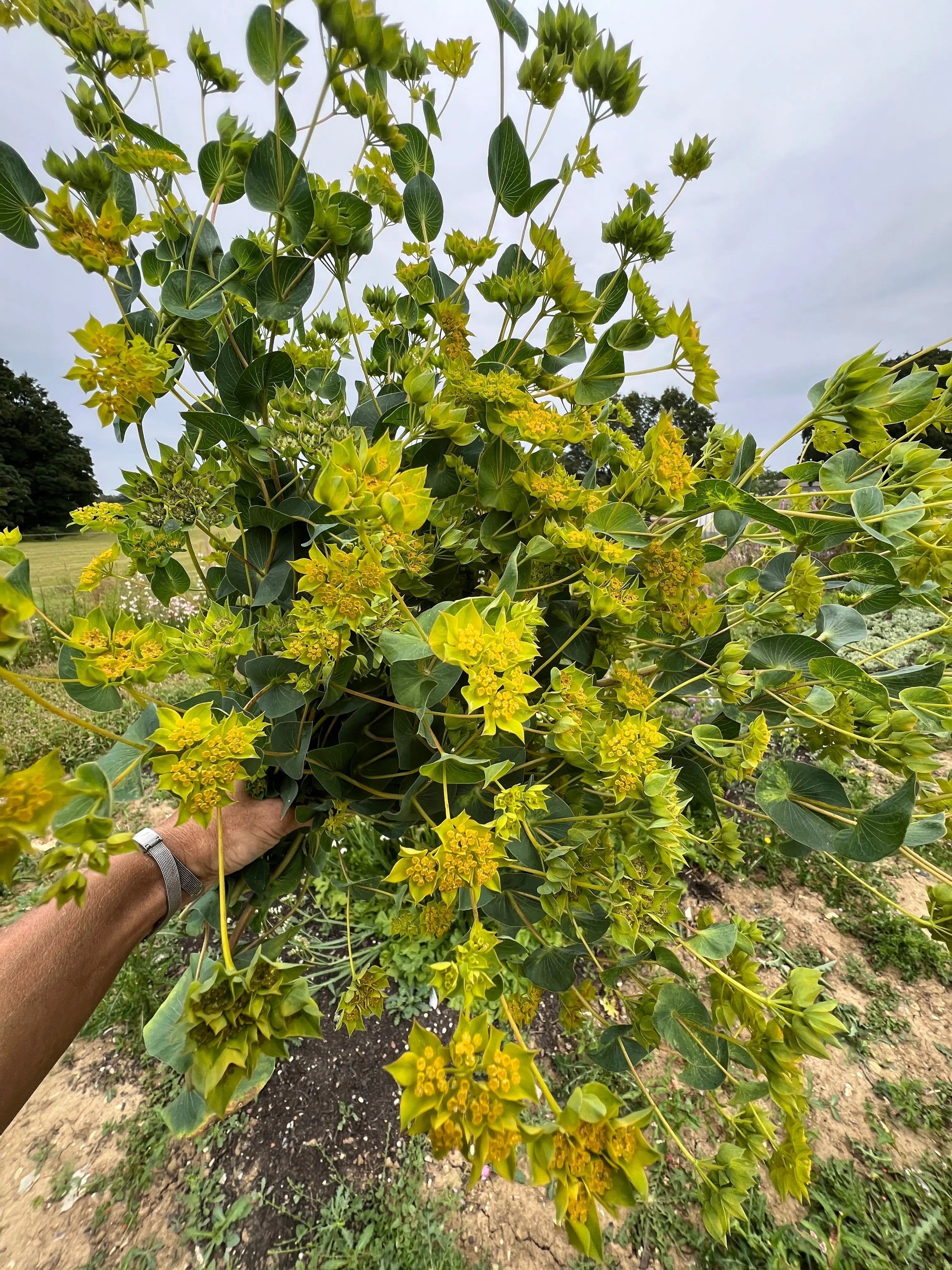 Bupleurum Griffithii - REGN