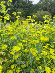Bupleurum Griffithii - REGN