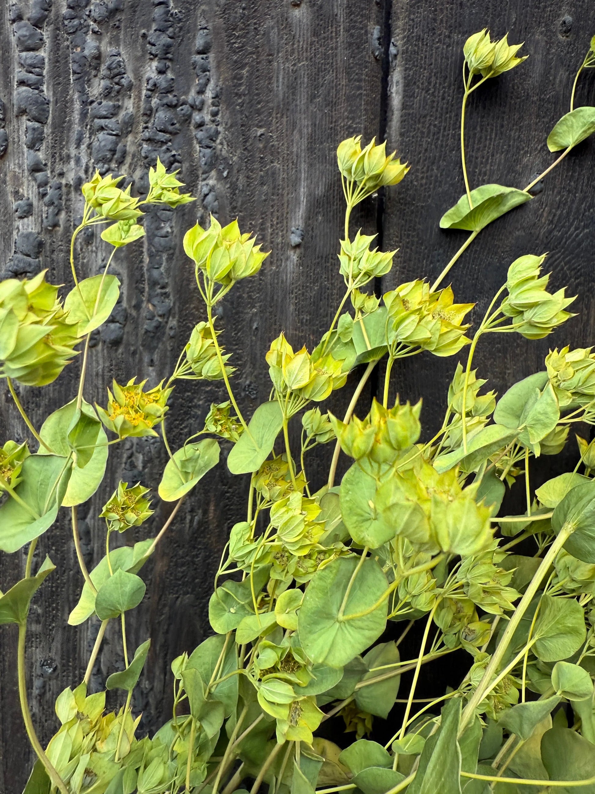 Bupleurum Griffithii Dried - REGN