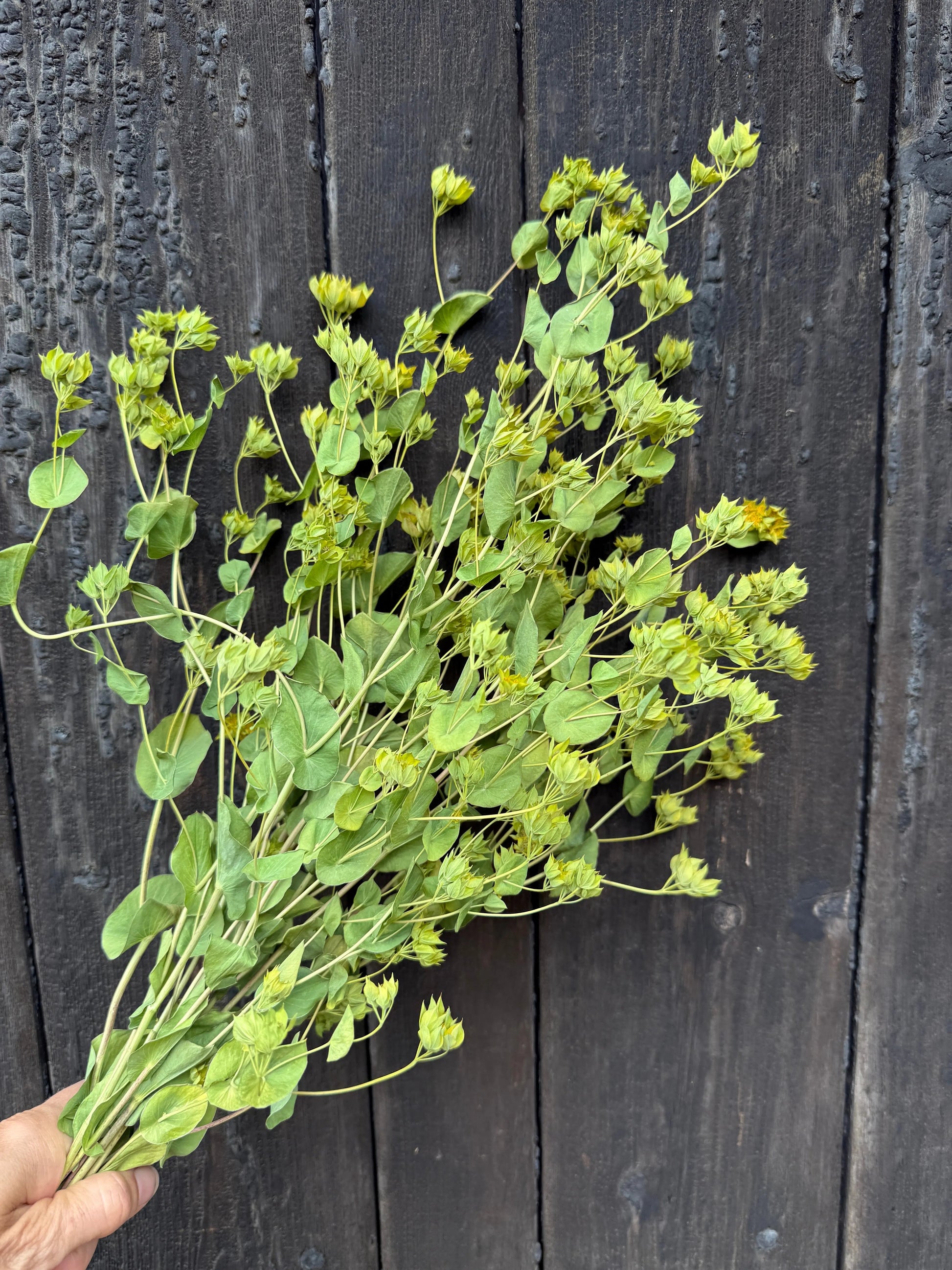 Bupleurum Griffithii Dried - REGN