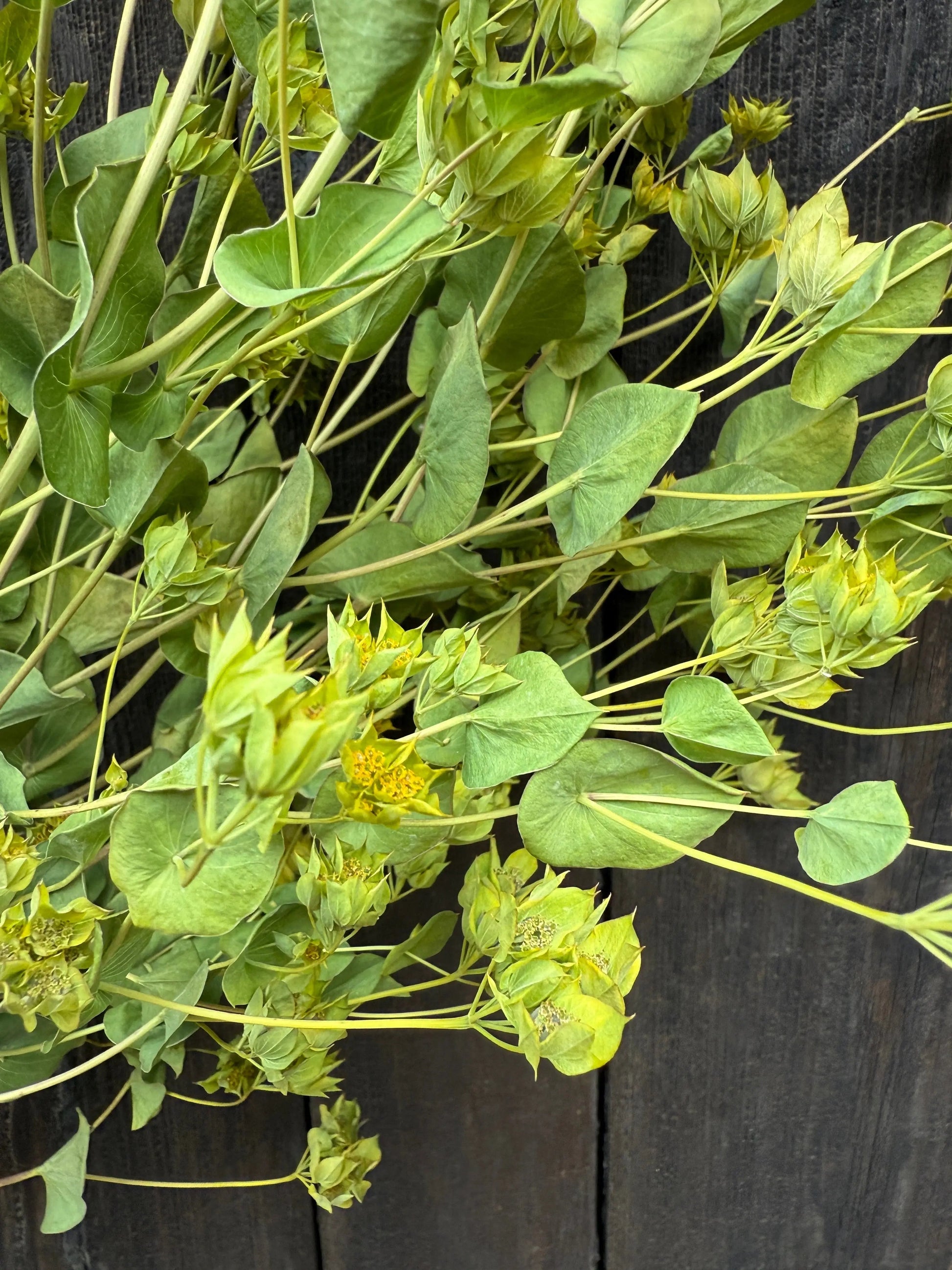 Bupleurum Griffithii Dried - REGN
