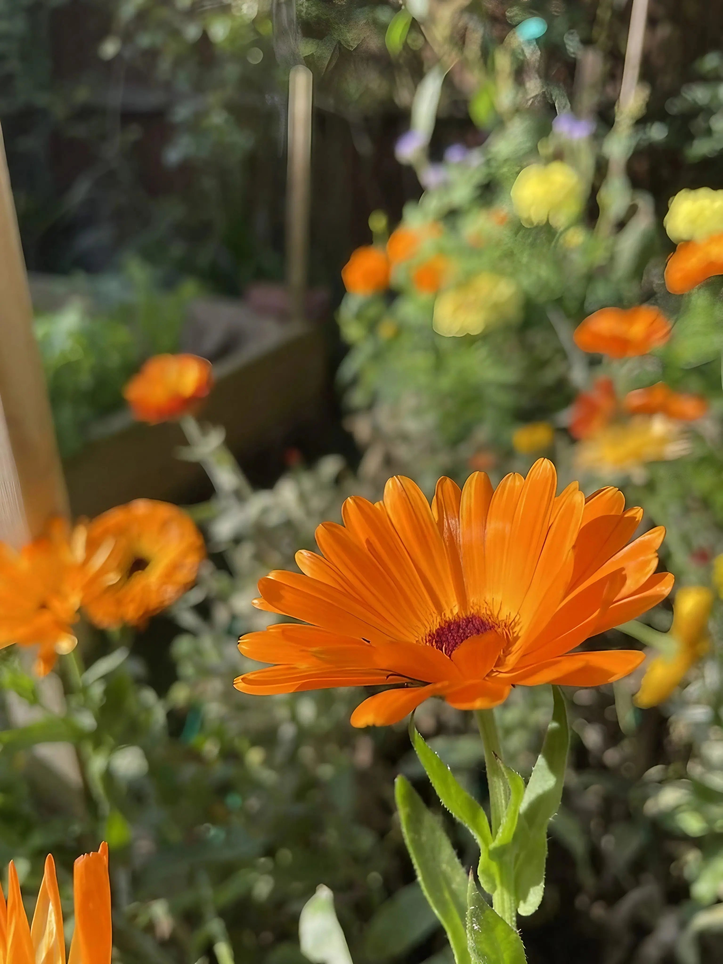 Calendula Art Shades Mixed - REGN