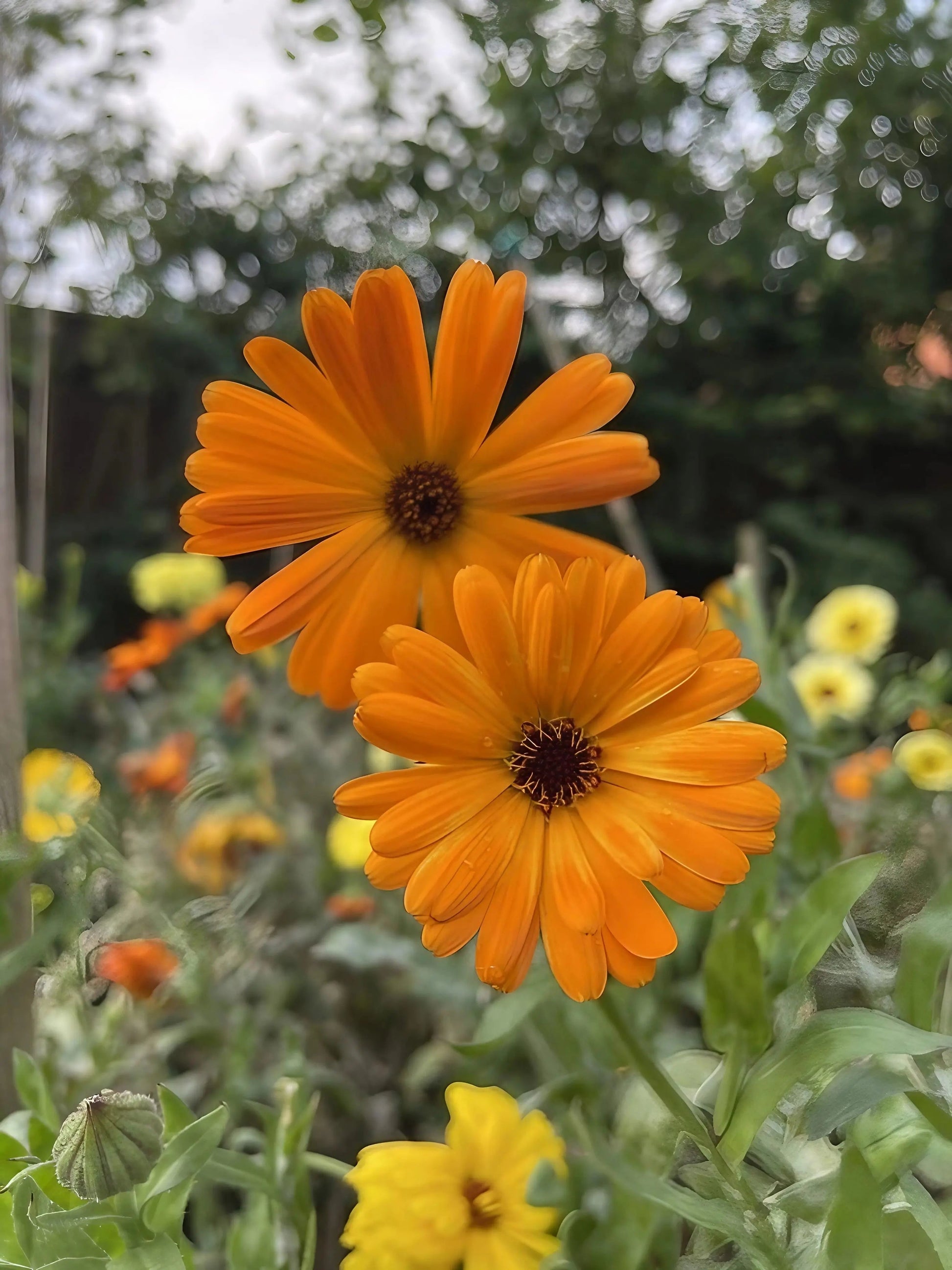 Calendula Art Shades Mixed - REGN