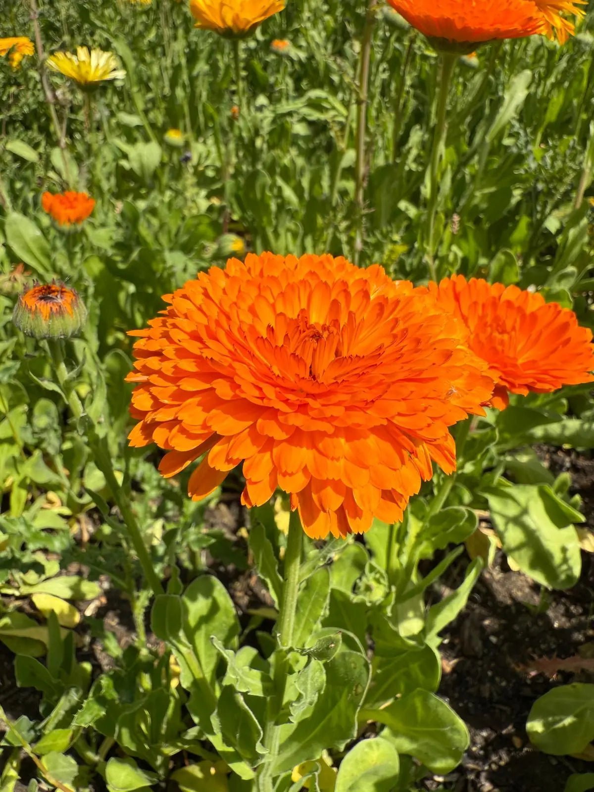 Calendula Neon - REGN