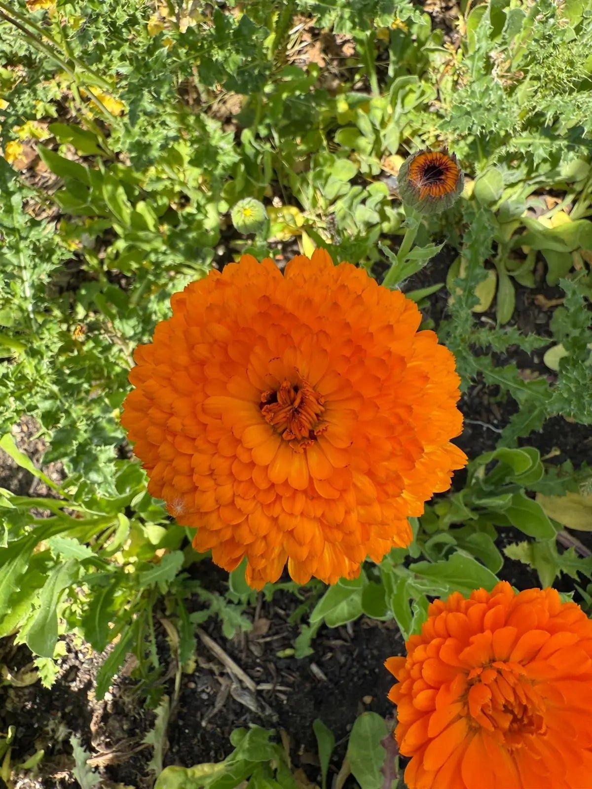 Calendula Neon - REGN