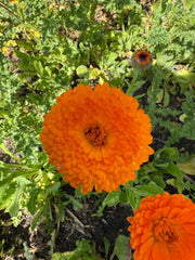 Calendula Neon - REGN