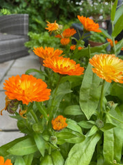 Calendula Oopsy Daisy - REGN