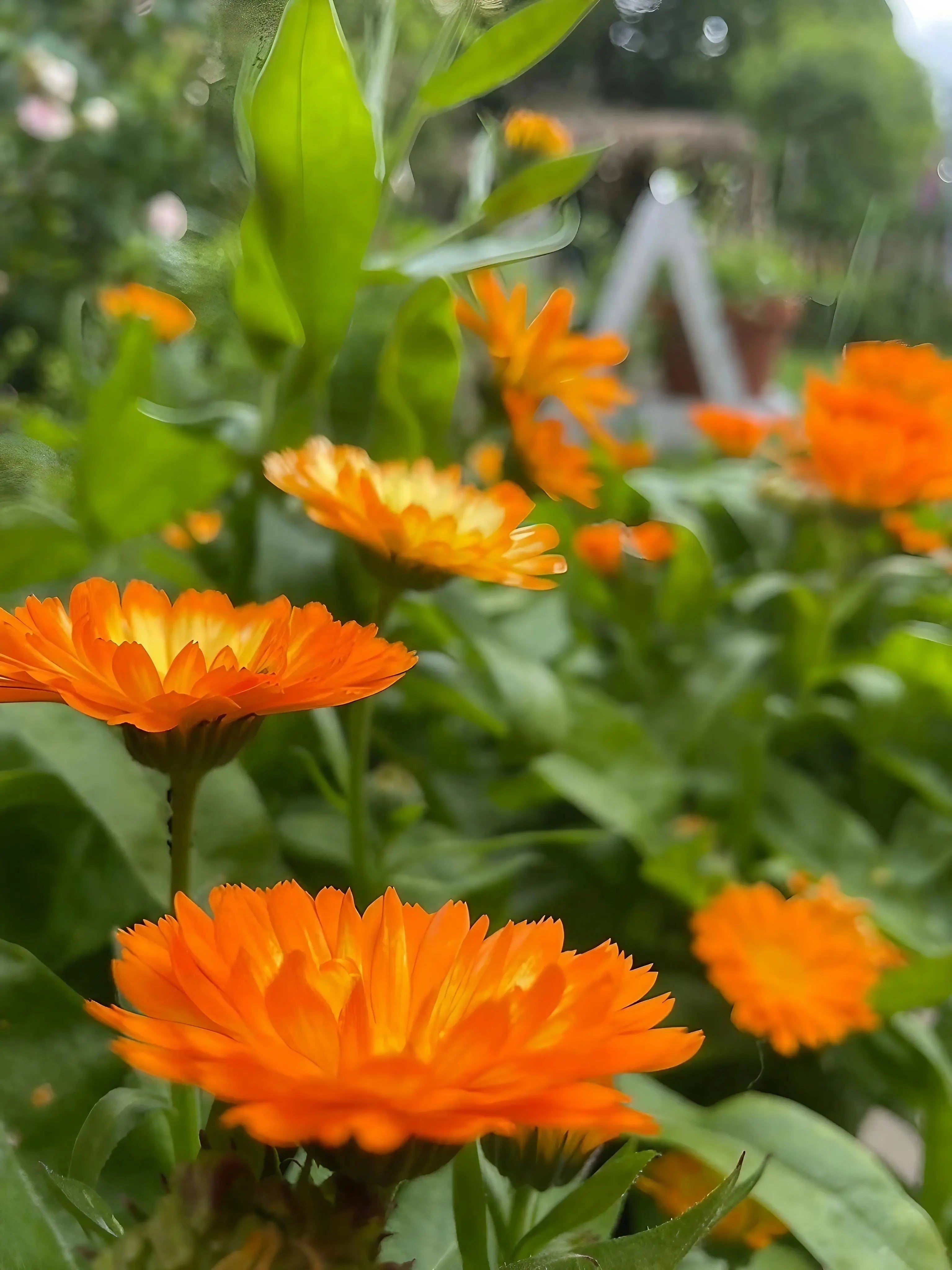 Calendula Oopsy Daisy - REGN