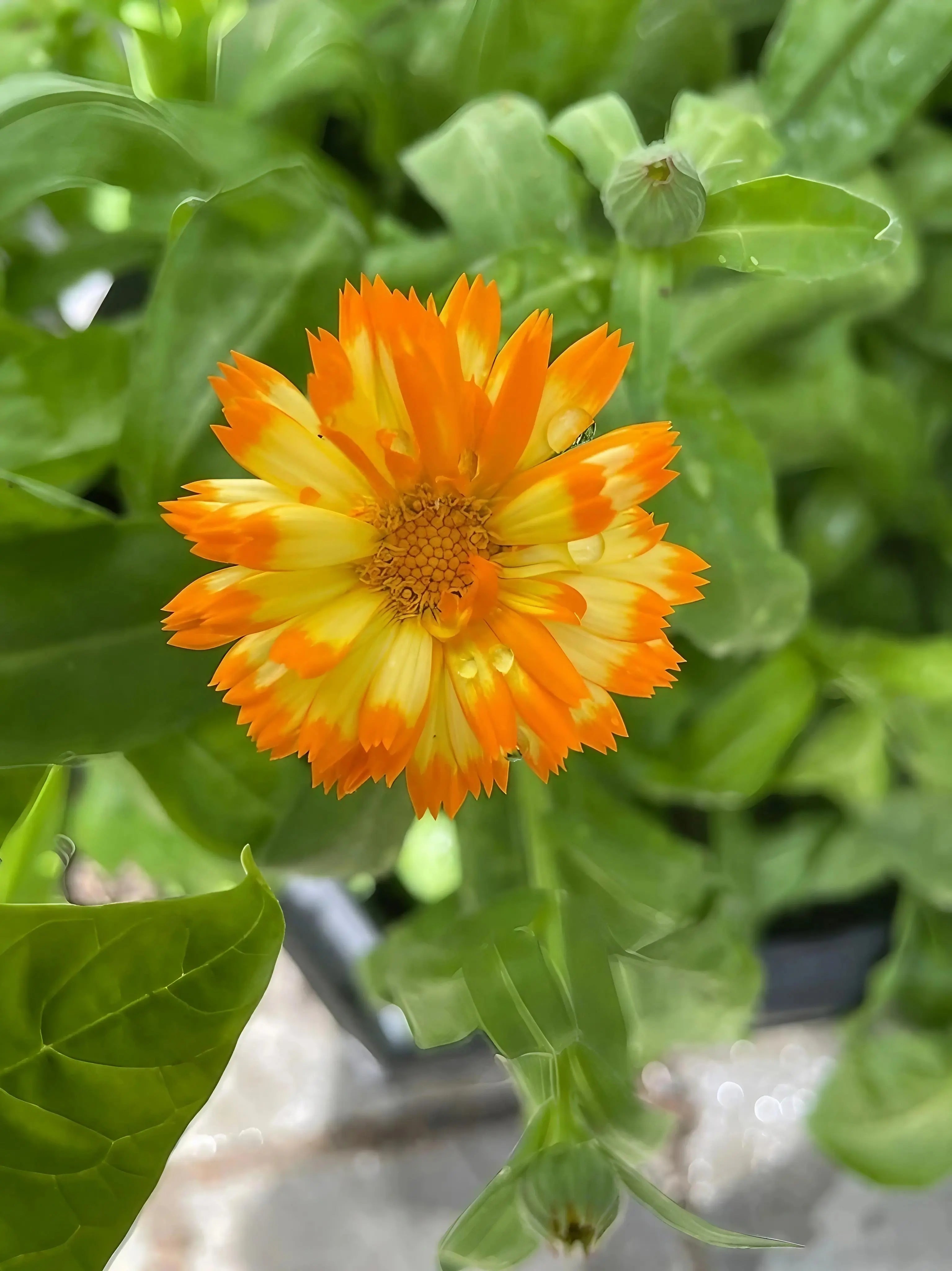 Calendula Oopsy Daisy - REGN