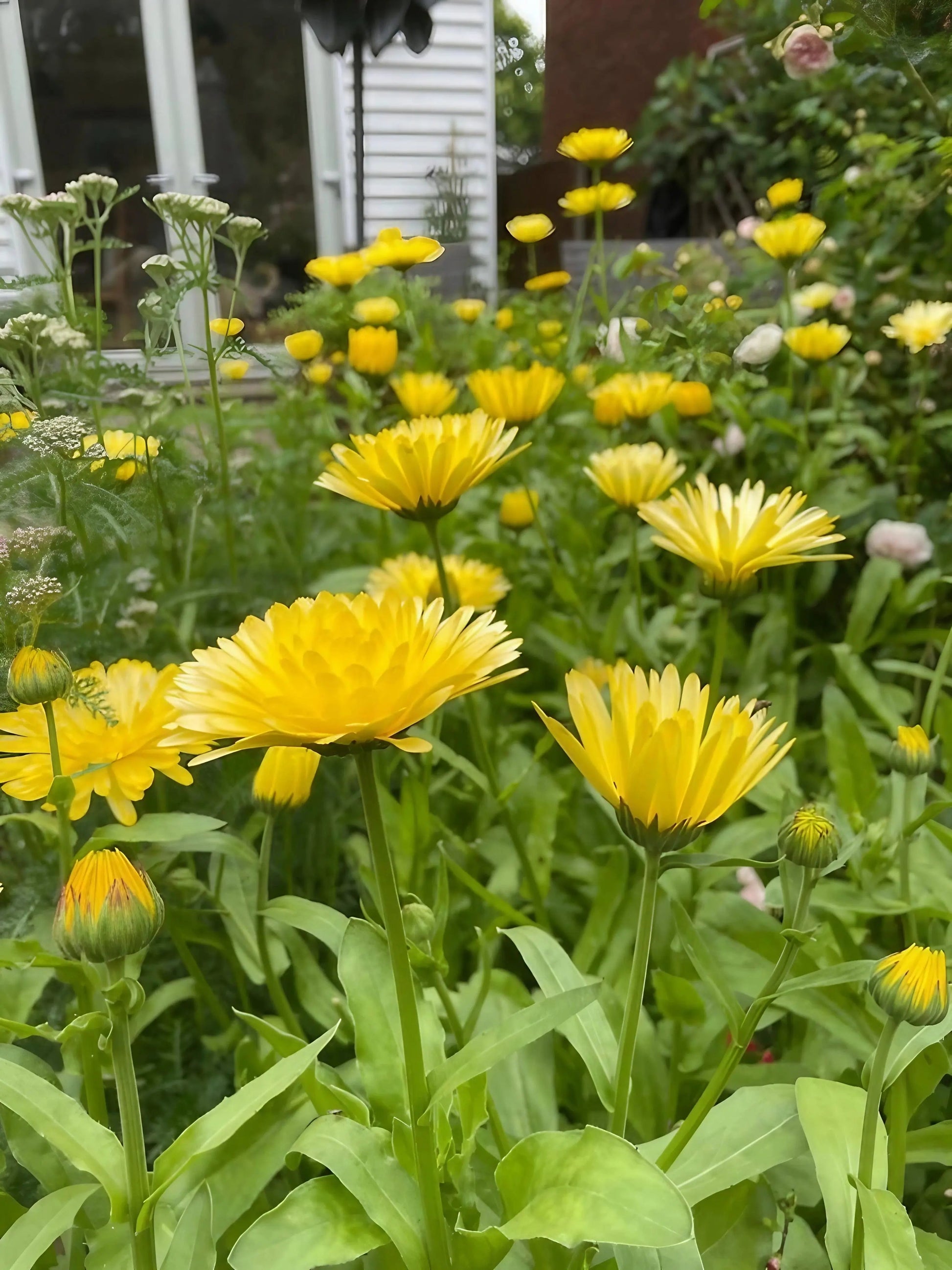 Calendula Pacific Beauty Cream - REGN