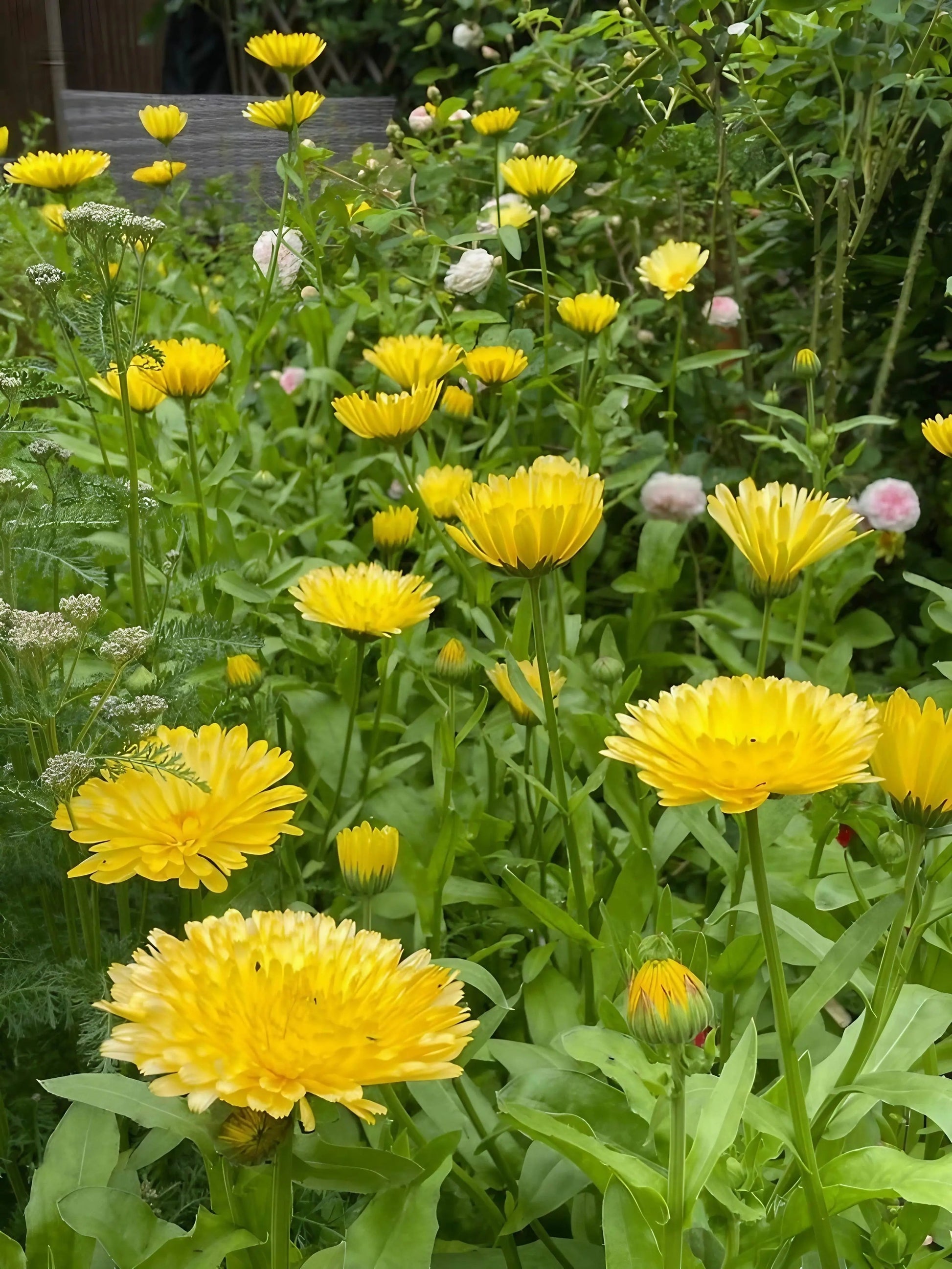 Calendula Pacific Beauty Cream - REGN