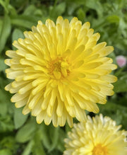 Calendula Pacific Beauty Cream - REGN