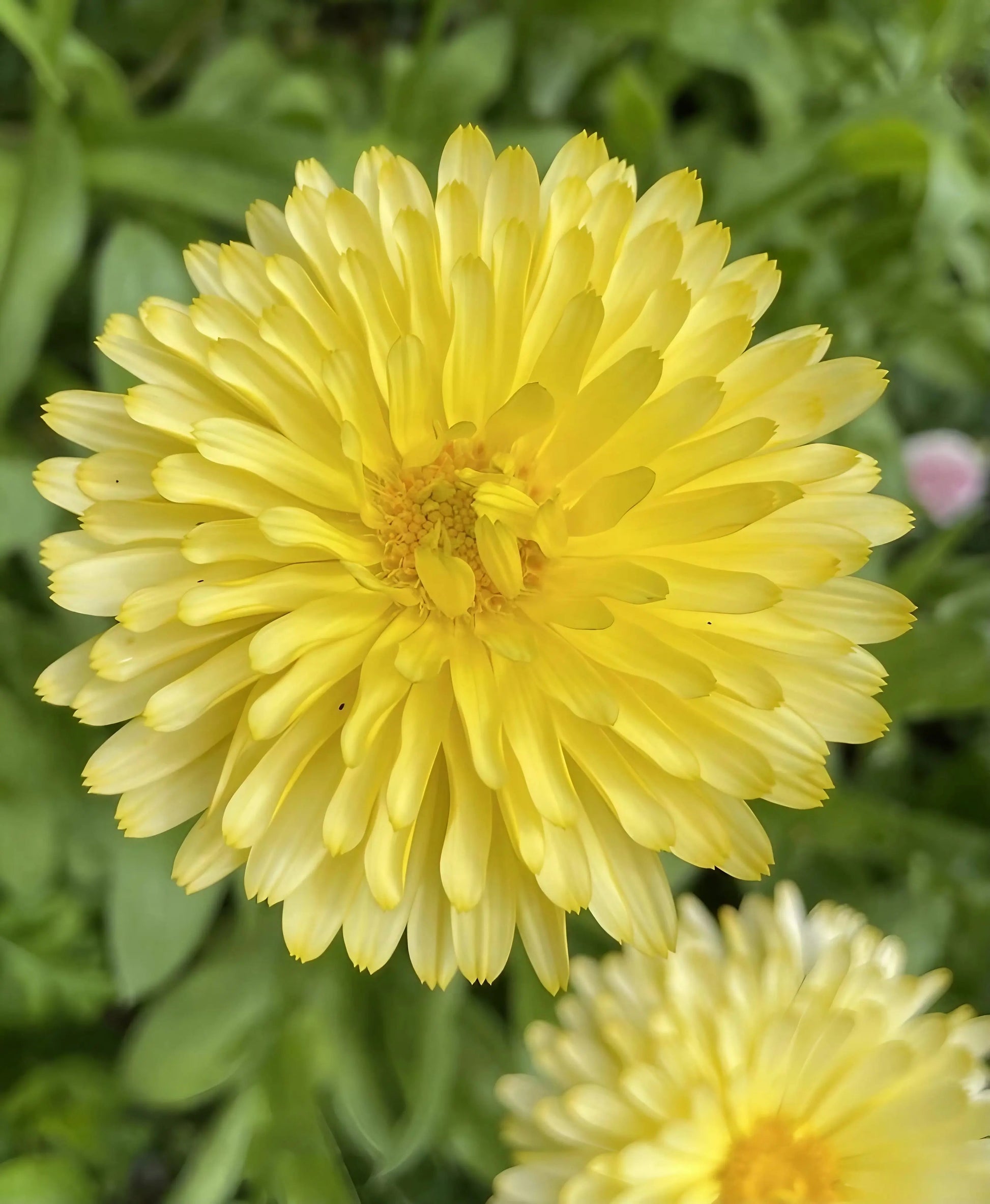Calendula Pacific Beauty Cream - REGN