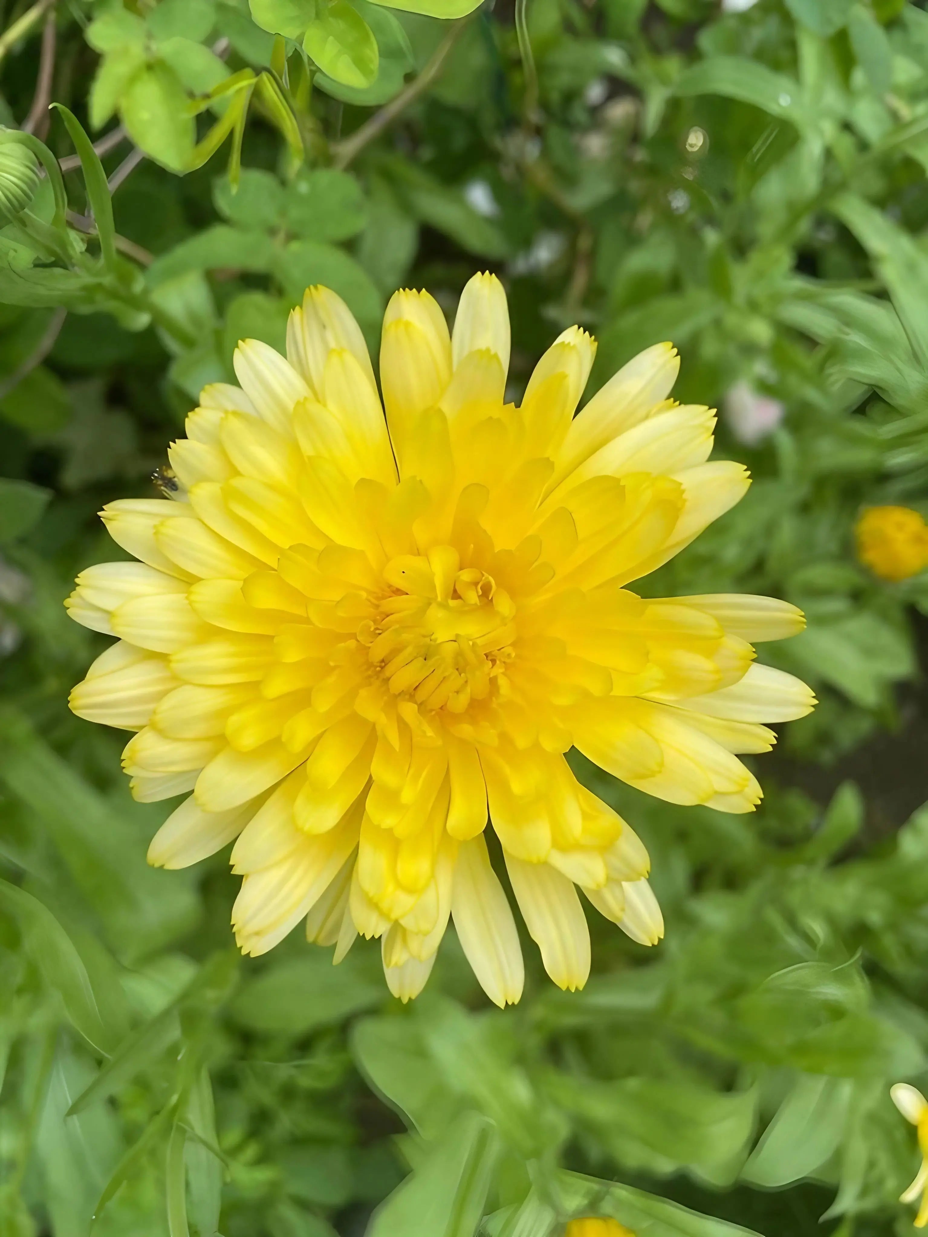 Calendula Pacific Beauty Cream - REGN