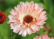 Calendula Sherbet Fizz - REGN