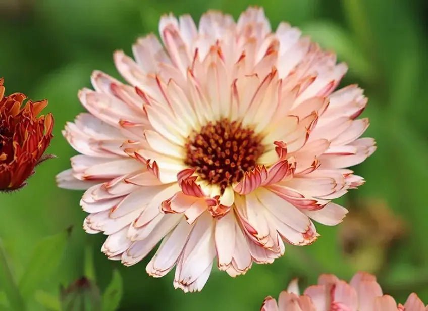Calendula Sherbet Fizz - REGN