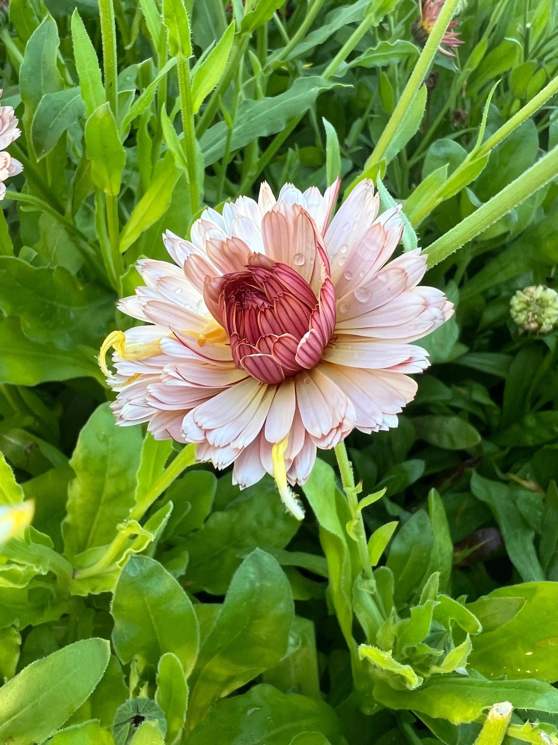 Calendula Sherbet Fizz - REGN