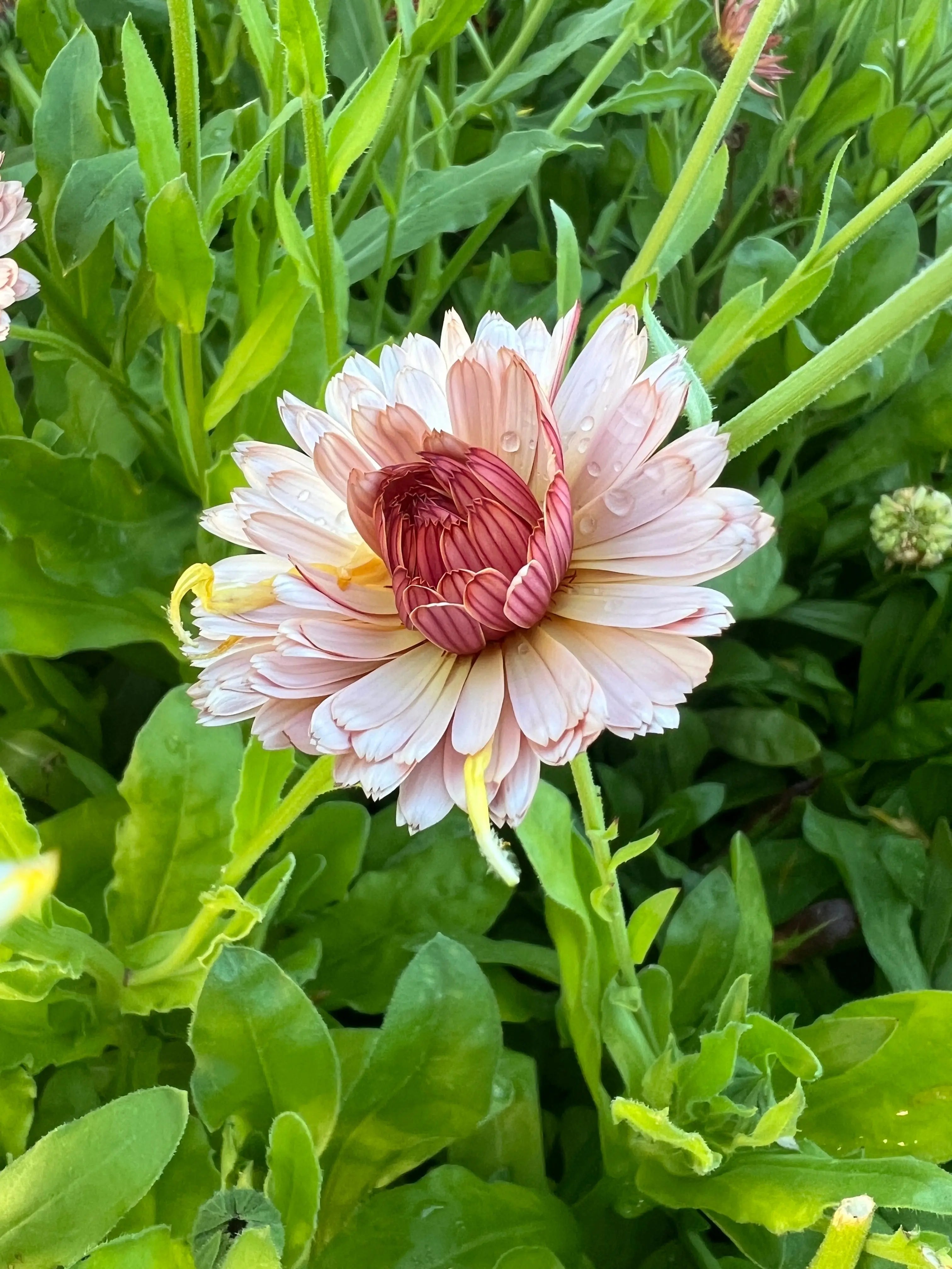 Calendula Sherbet Fizz - REGN