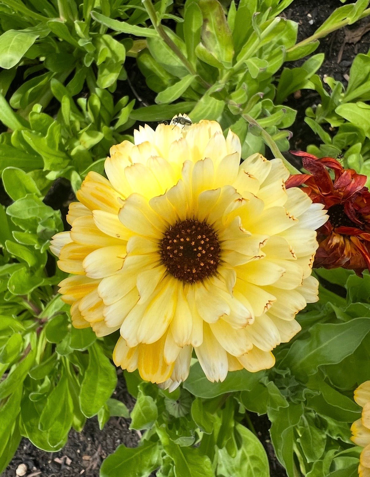 Calendula Snow Princess - REGN