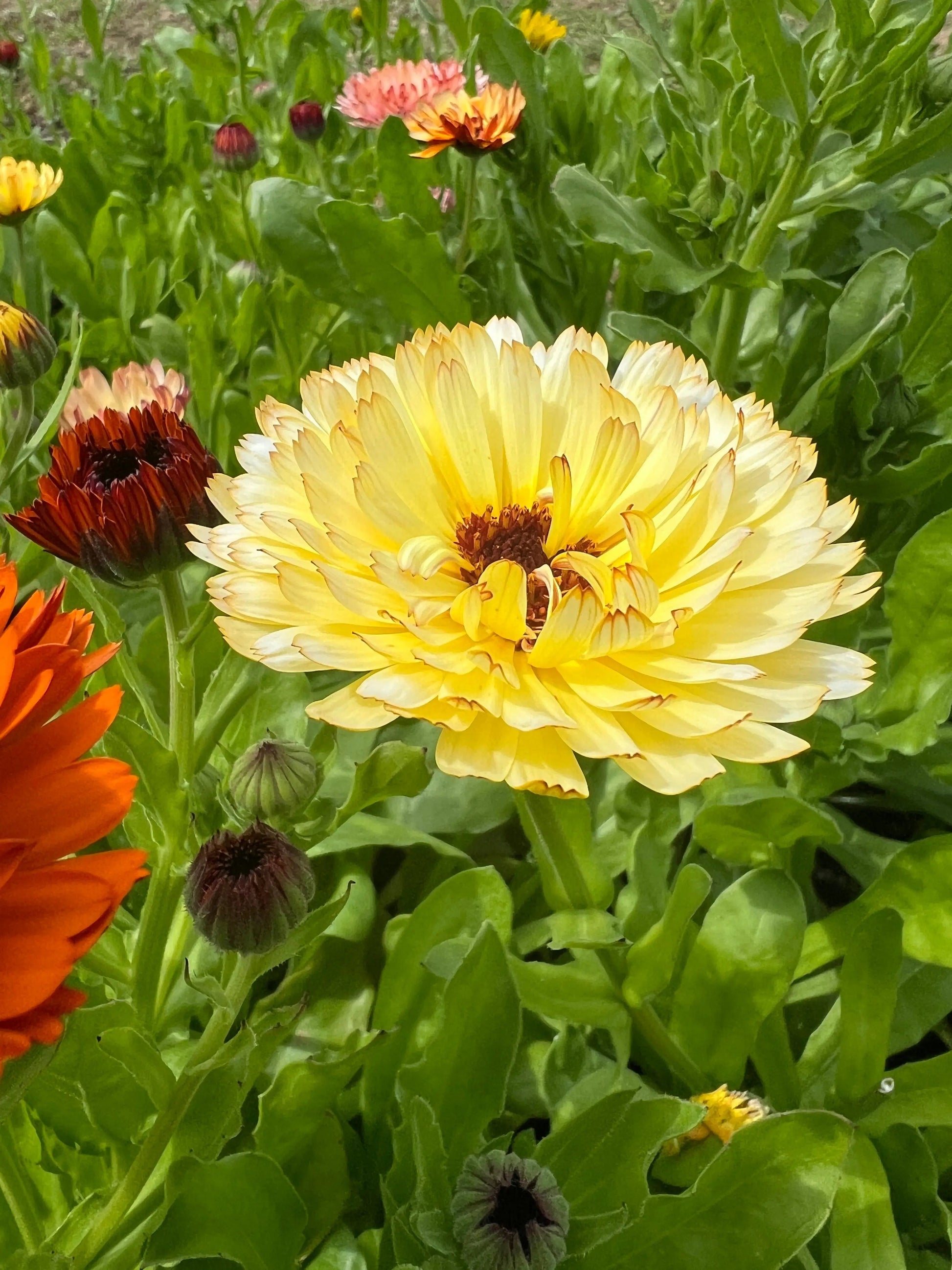Calendula Snow Princess - REGN