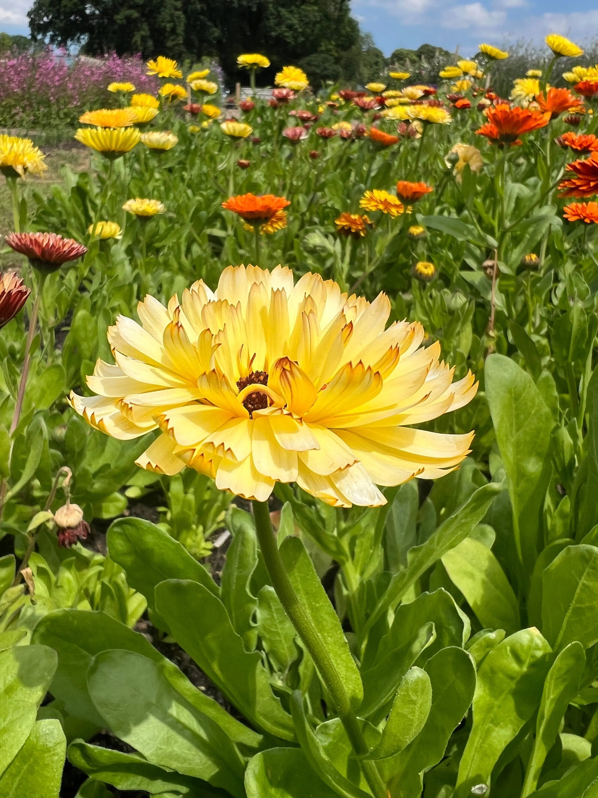 Calendula Snow Princess - REGN
