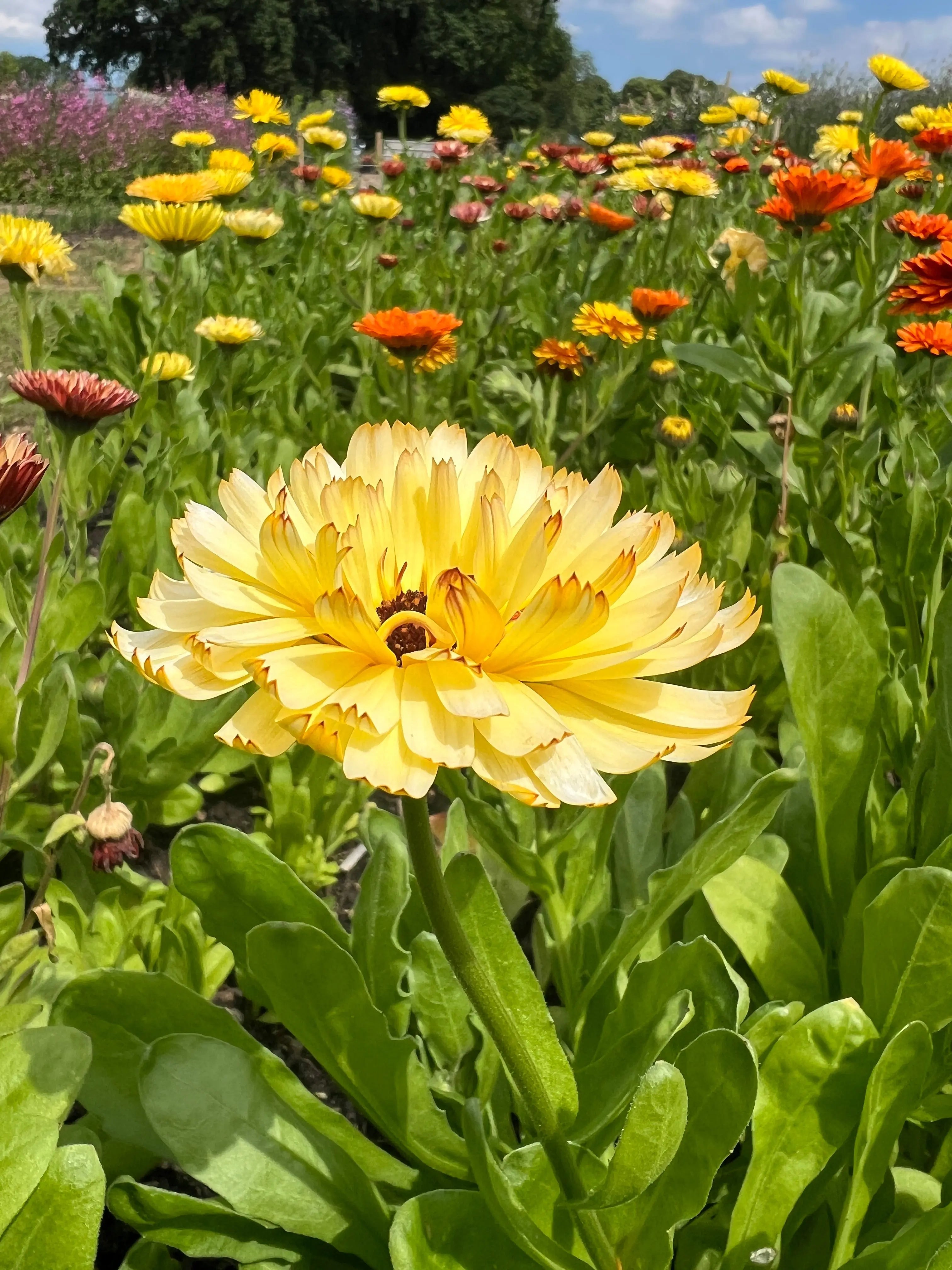 Calendula Snow Princess - REGN
