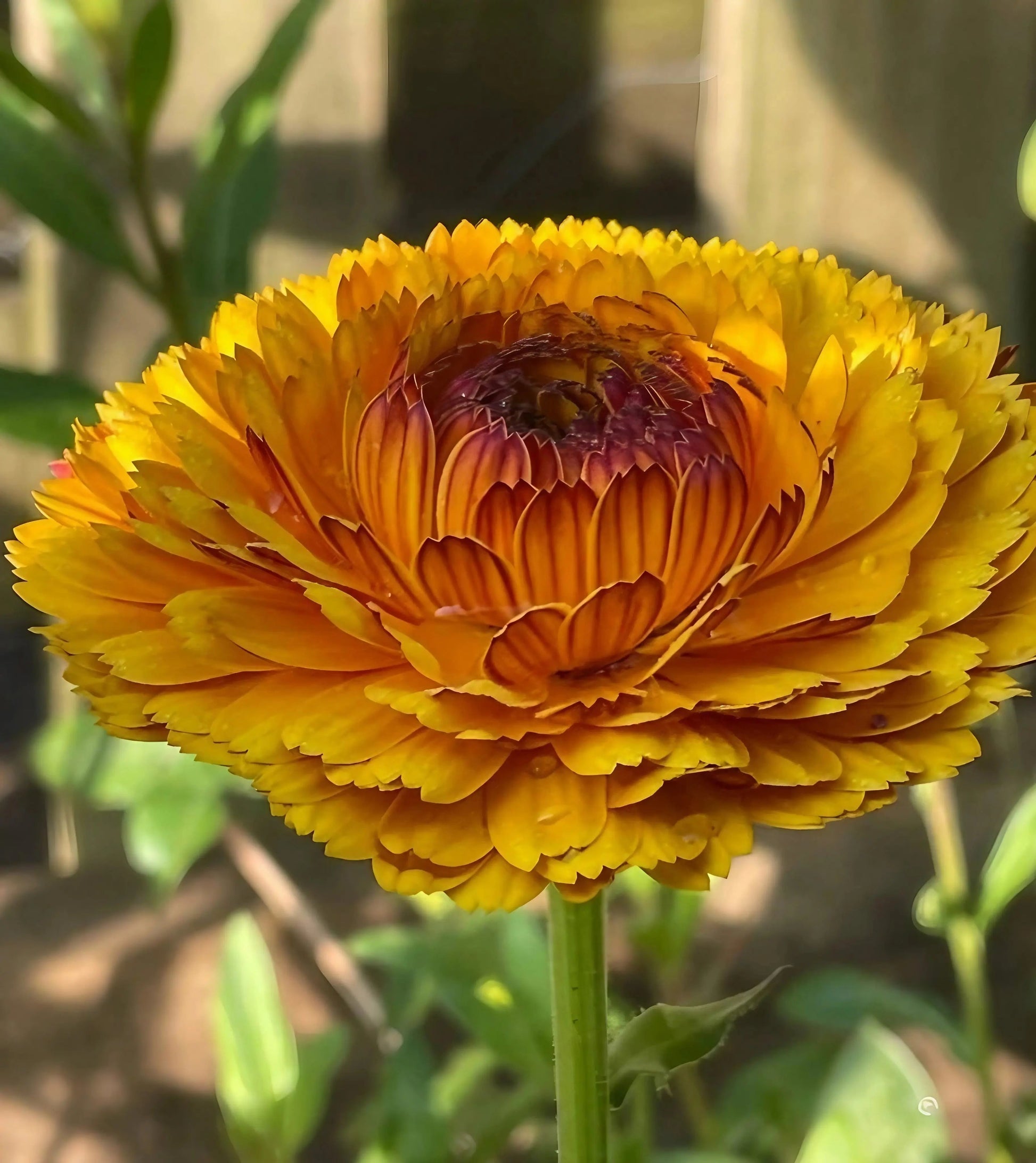 Calendula Touch of Red - REGN