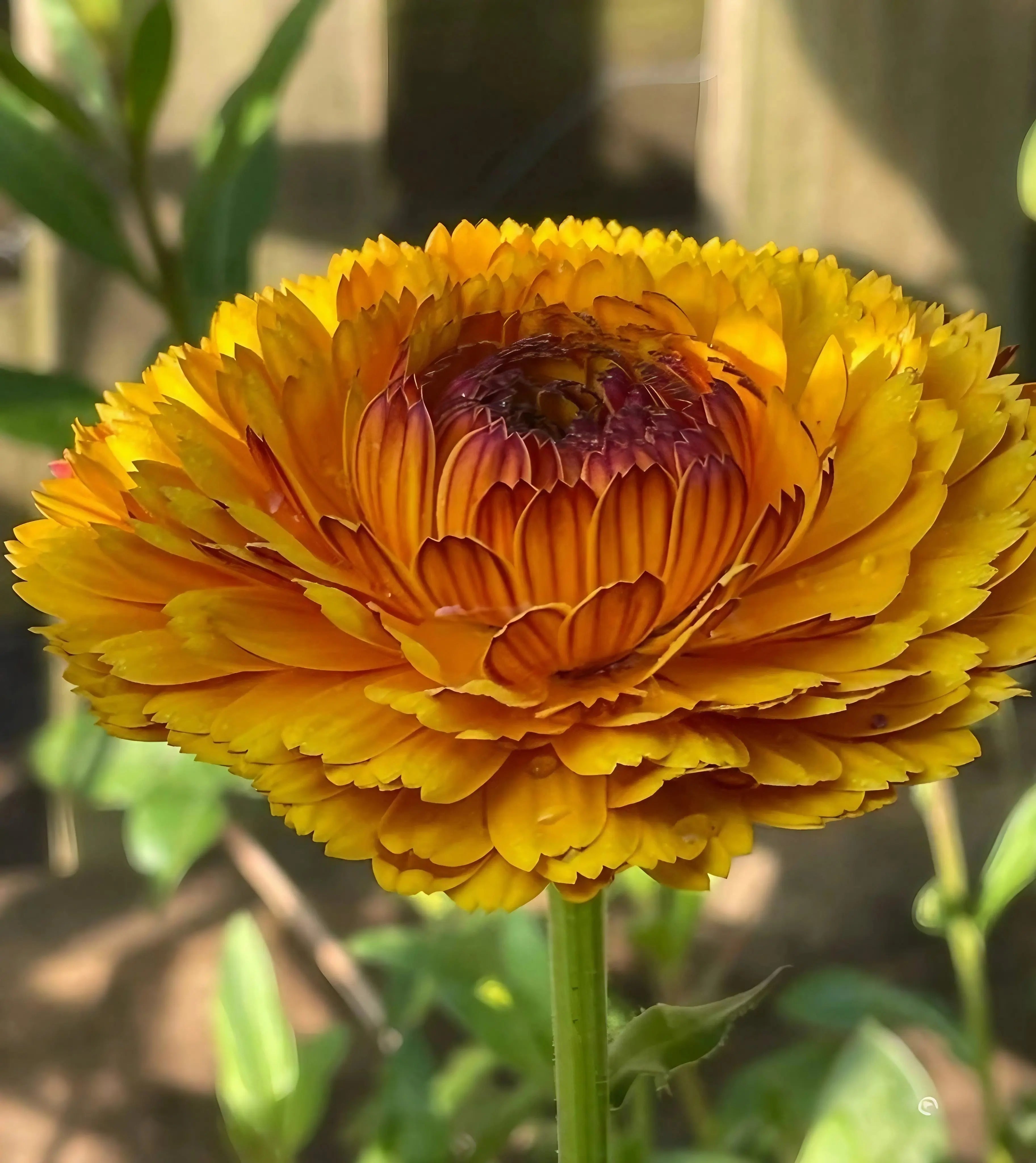 Calendula Touch of Red - REGN