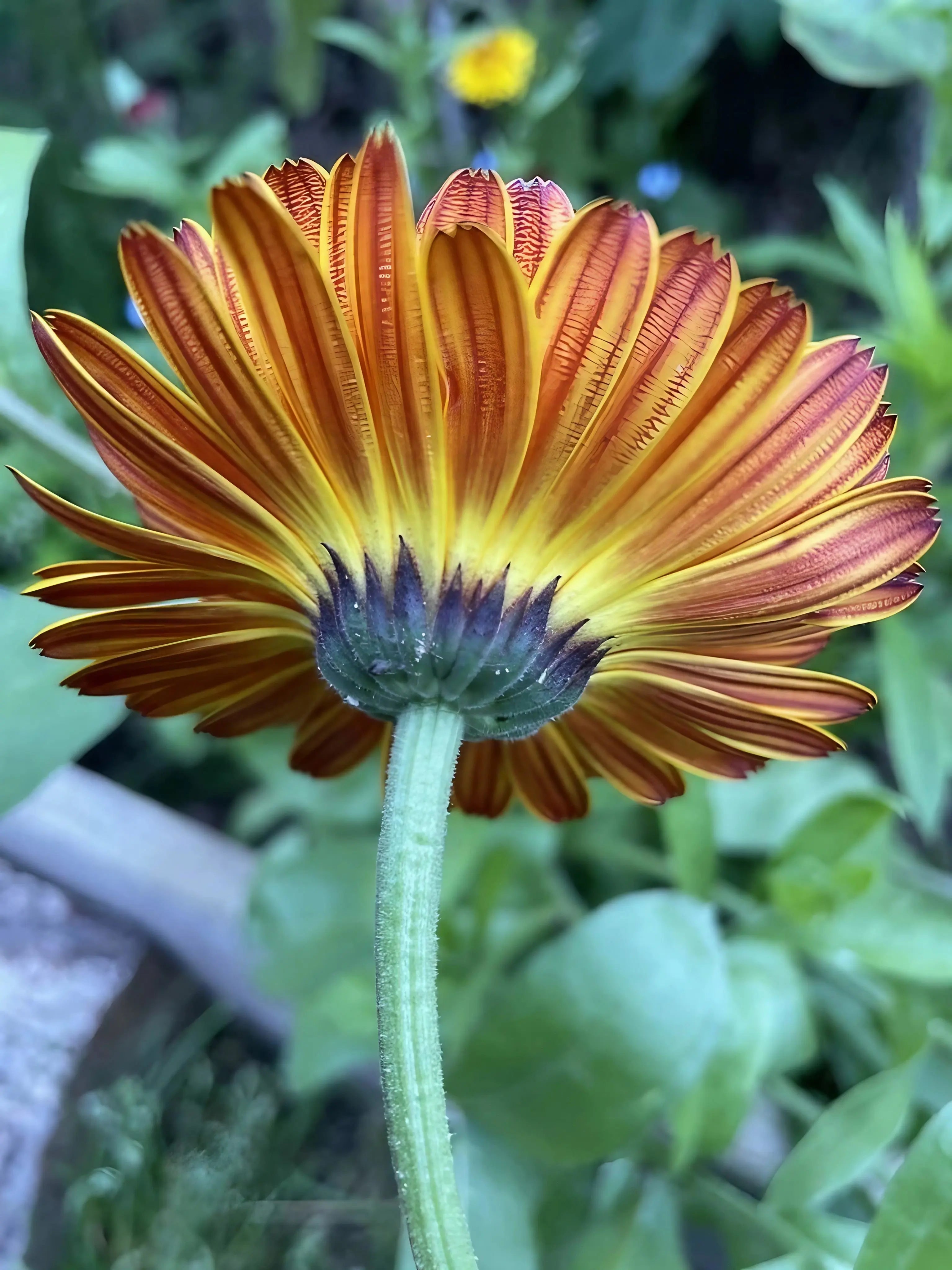 Calendula Touch of Red - REGN