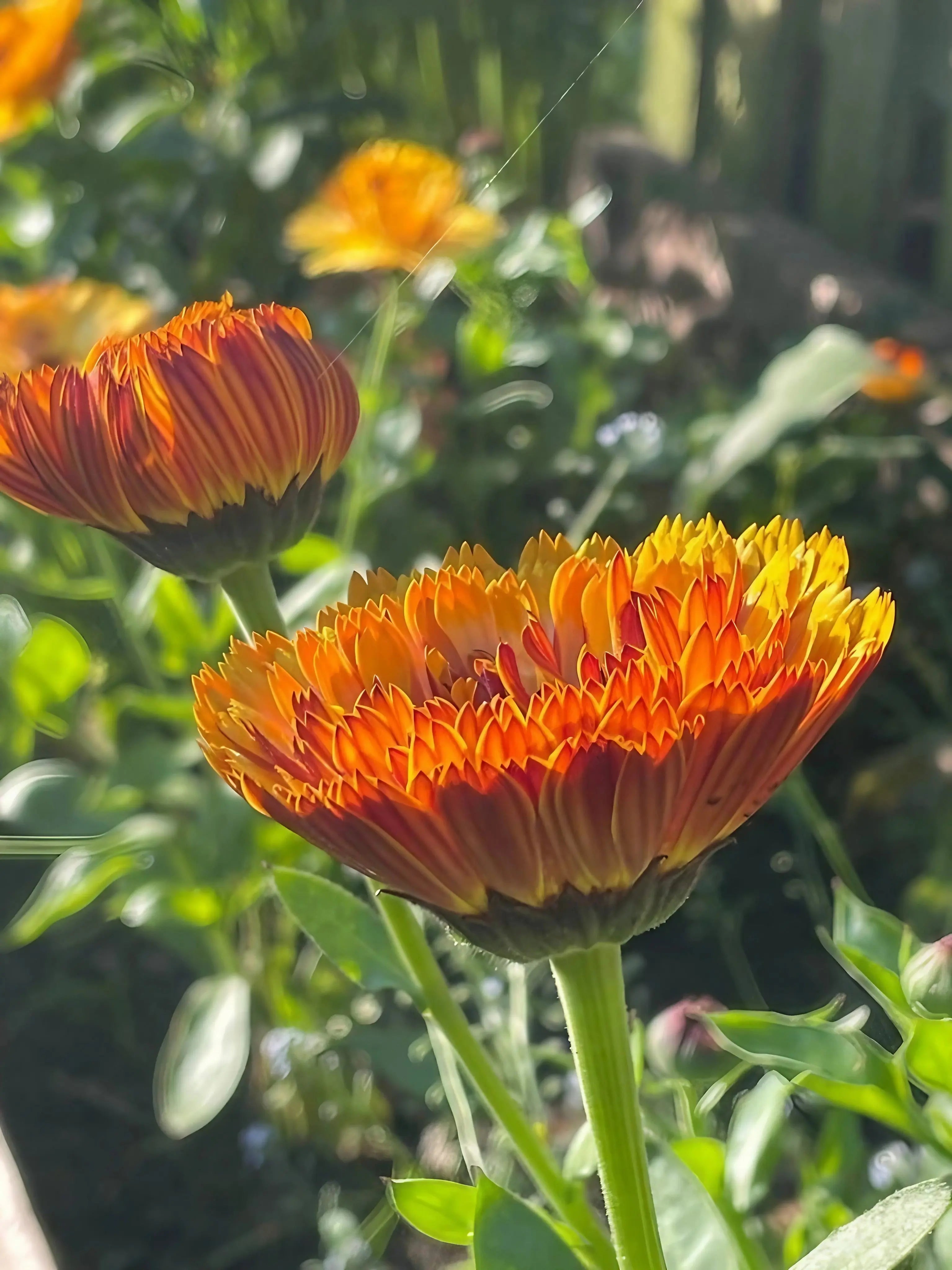 Calendula Touch of Red - REGN