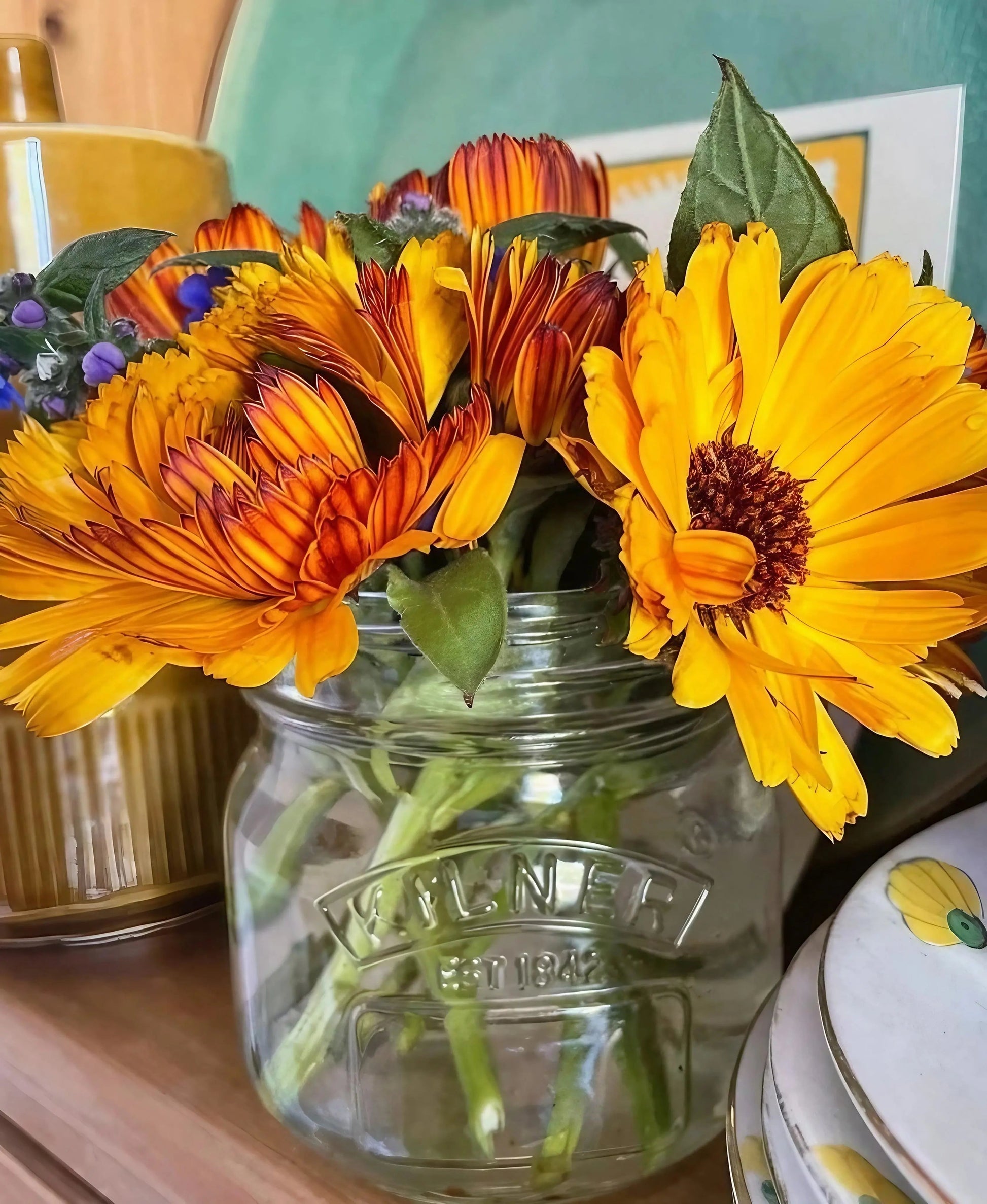 Calendula Touch of Red - REGN