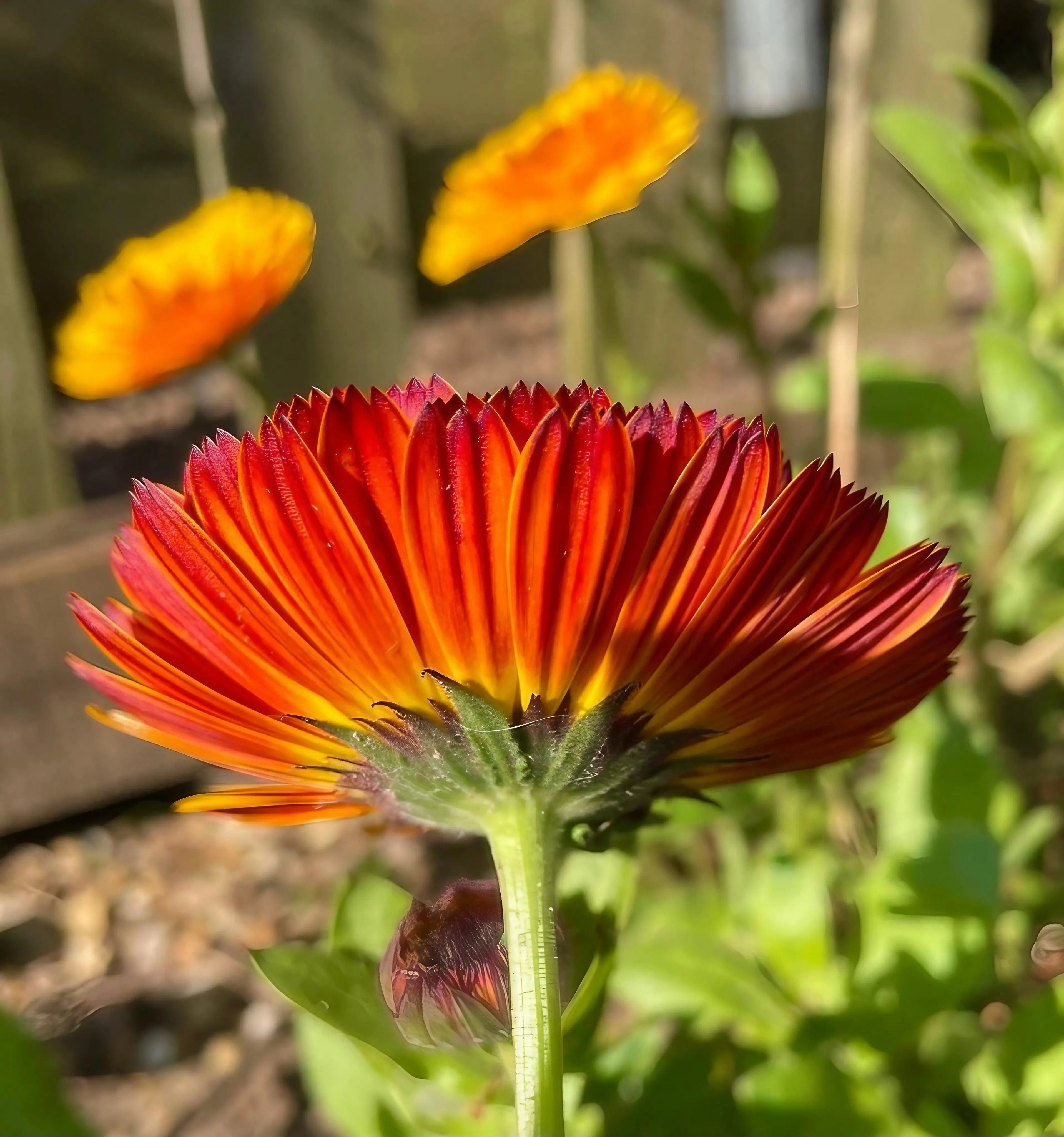 Calendula Touch of Red - REGN