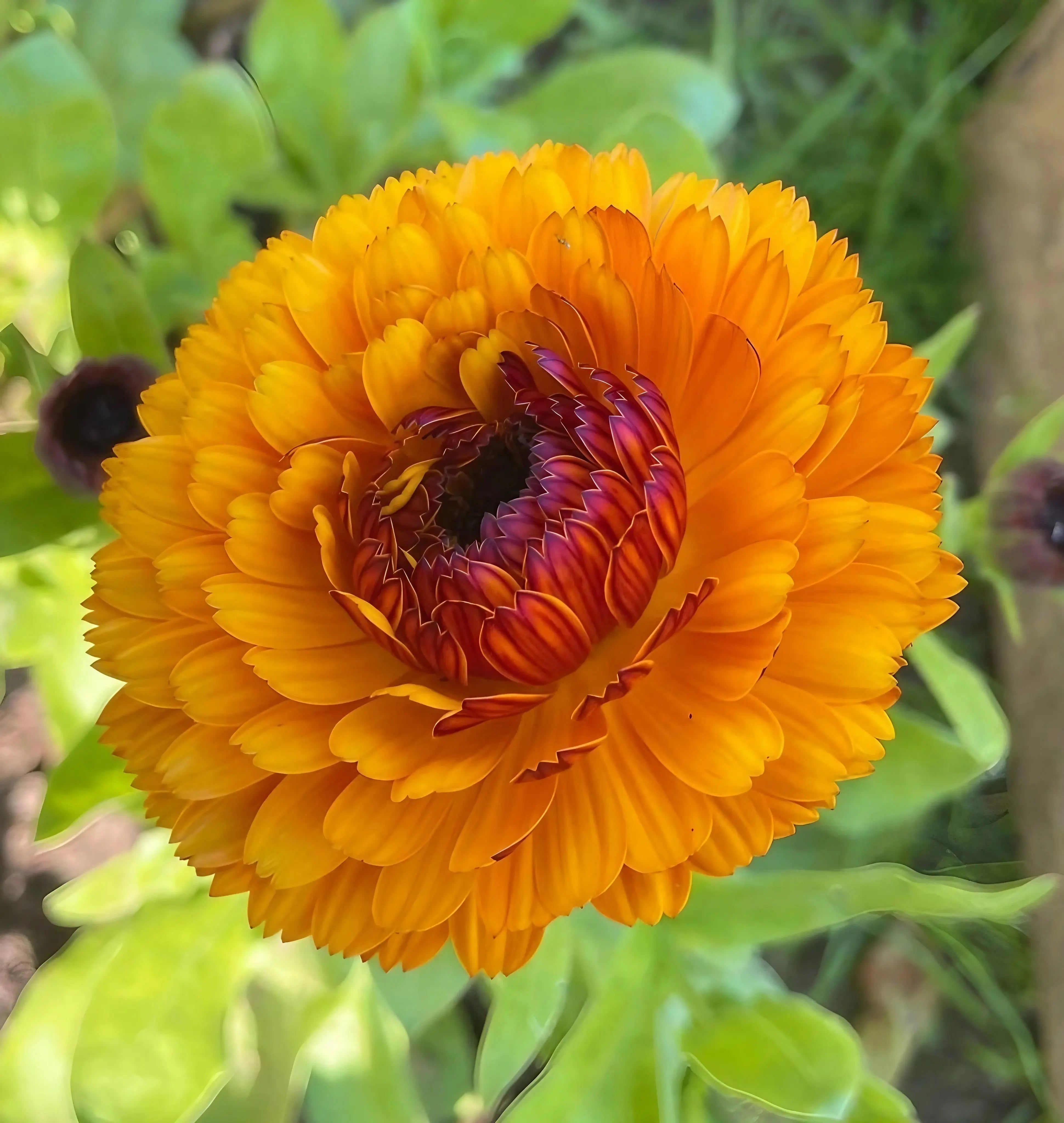 Calendula Touch of Red - REGN