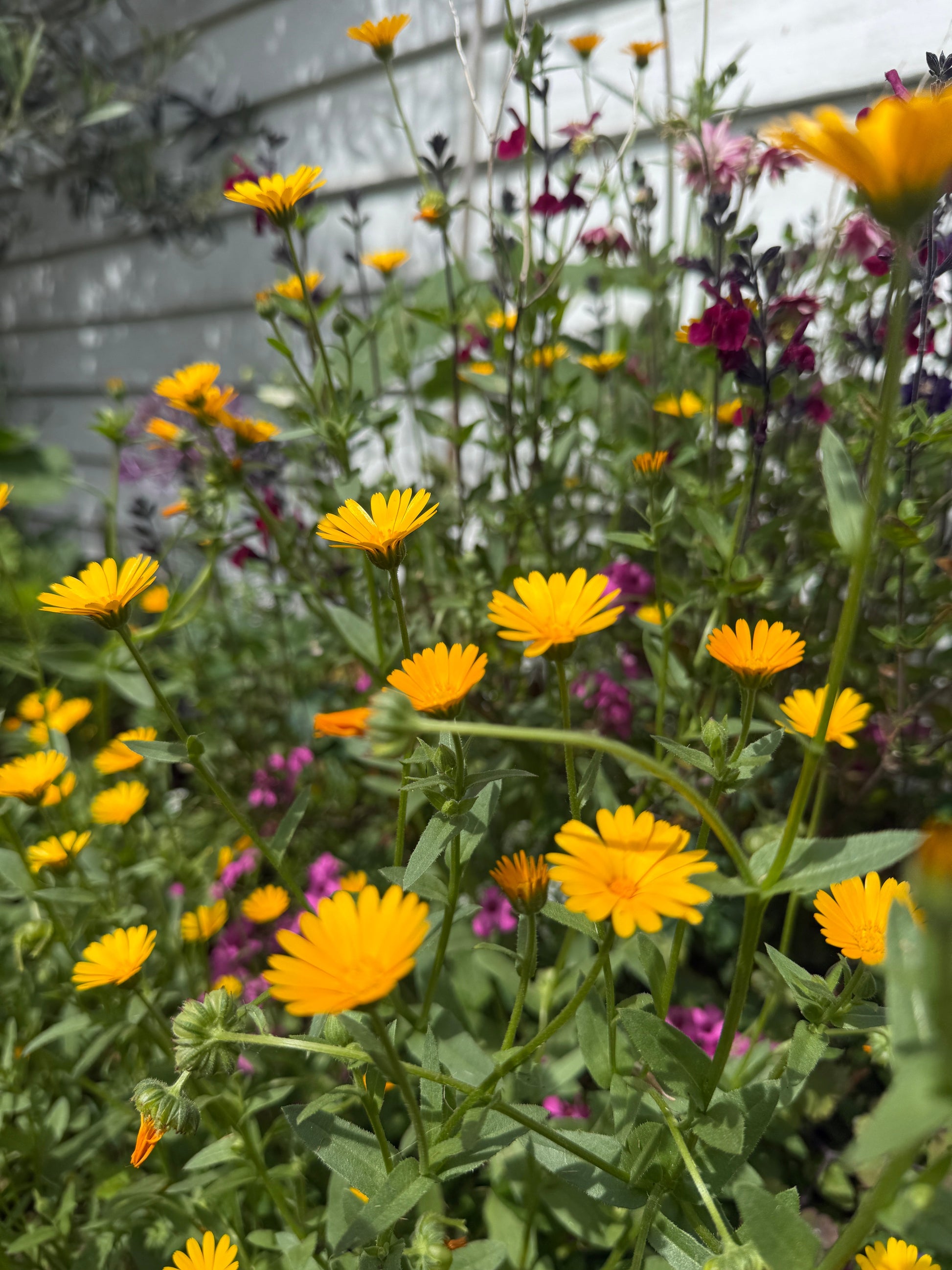 Calendula Wintersun - REGN