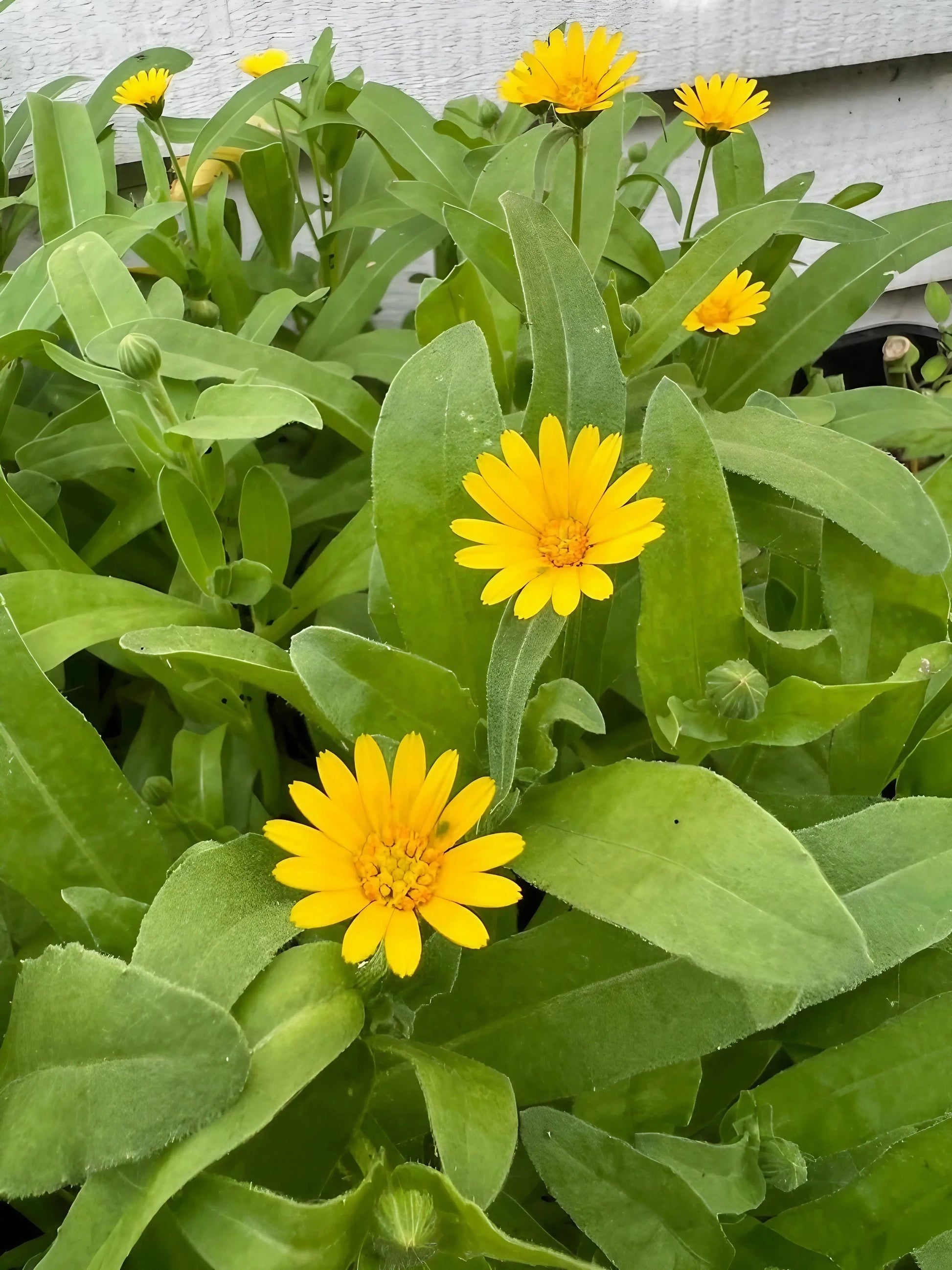 Calendula Wintersun - REGN