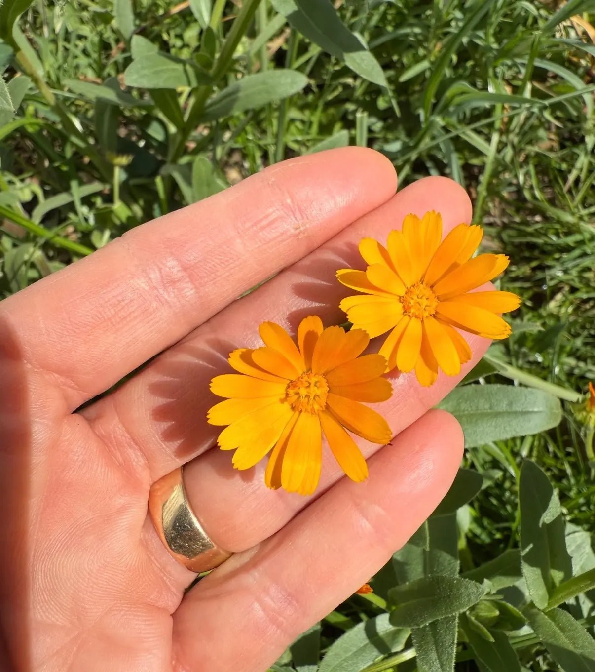 Calendula Wintersun - REGN