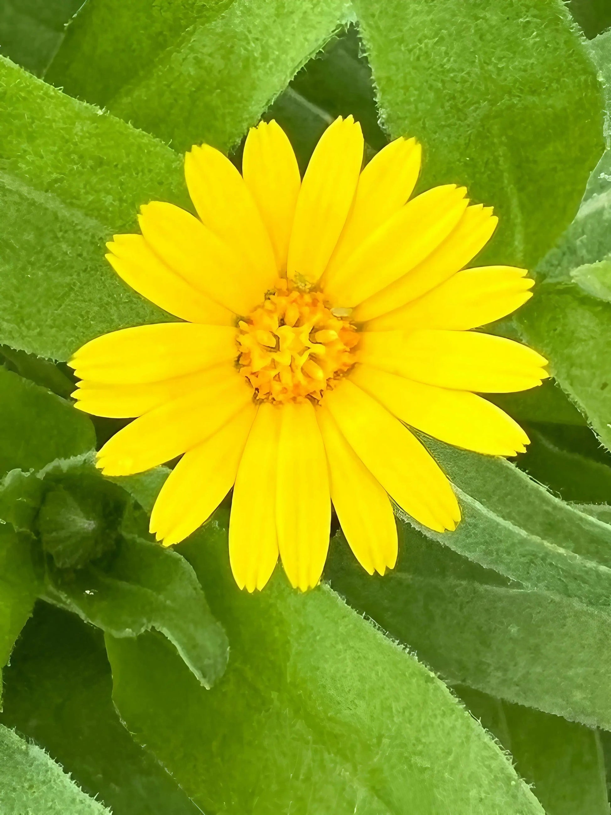 Calendula Wintersun - REGN