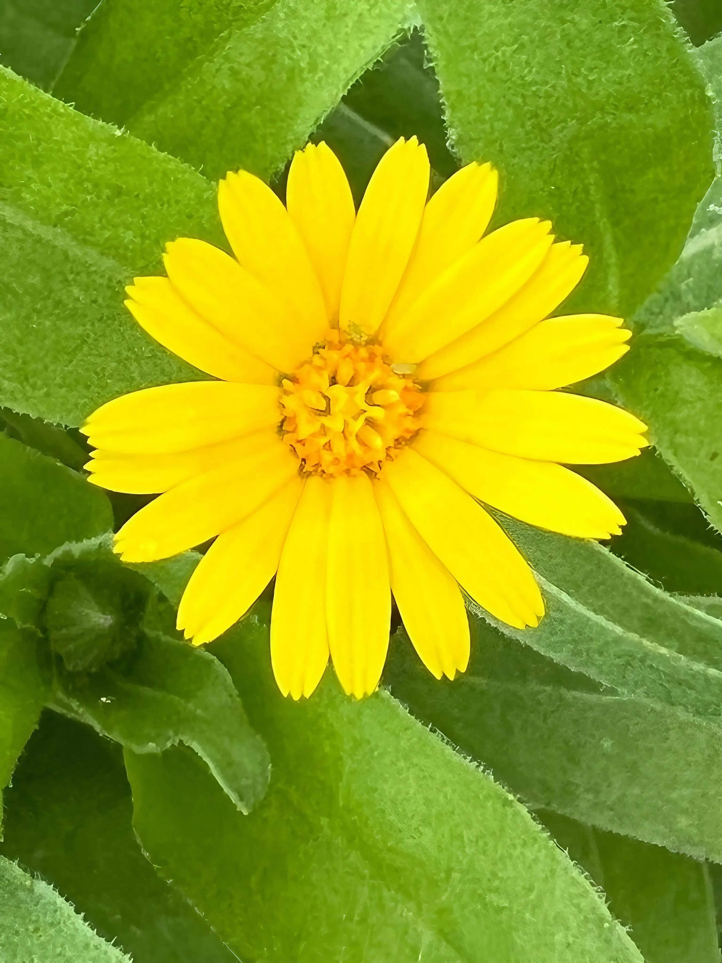 Calendula Wintersun - REGN