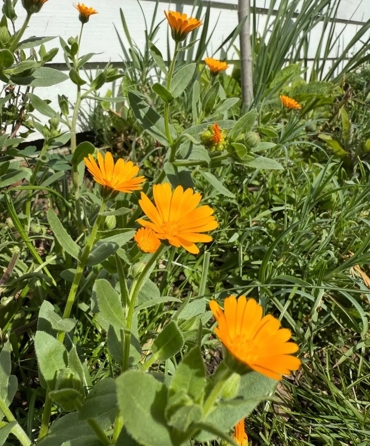 Calendula Wintersun - REGN