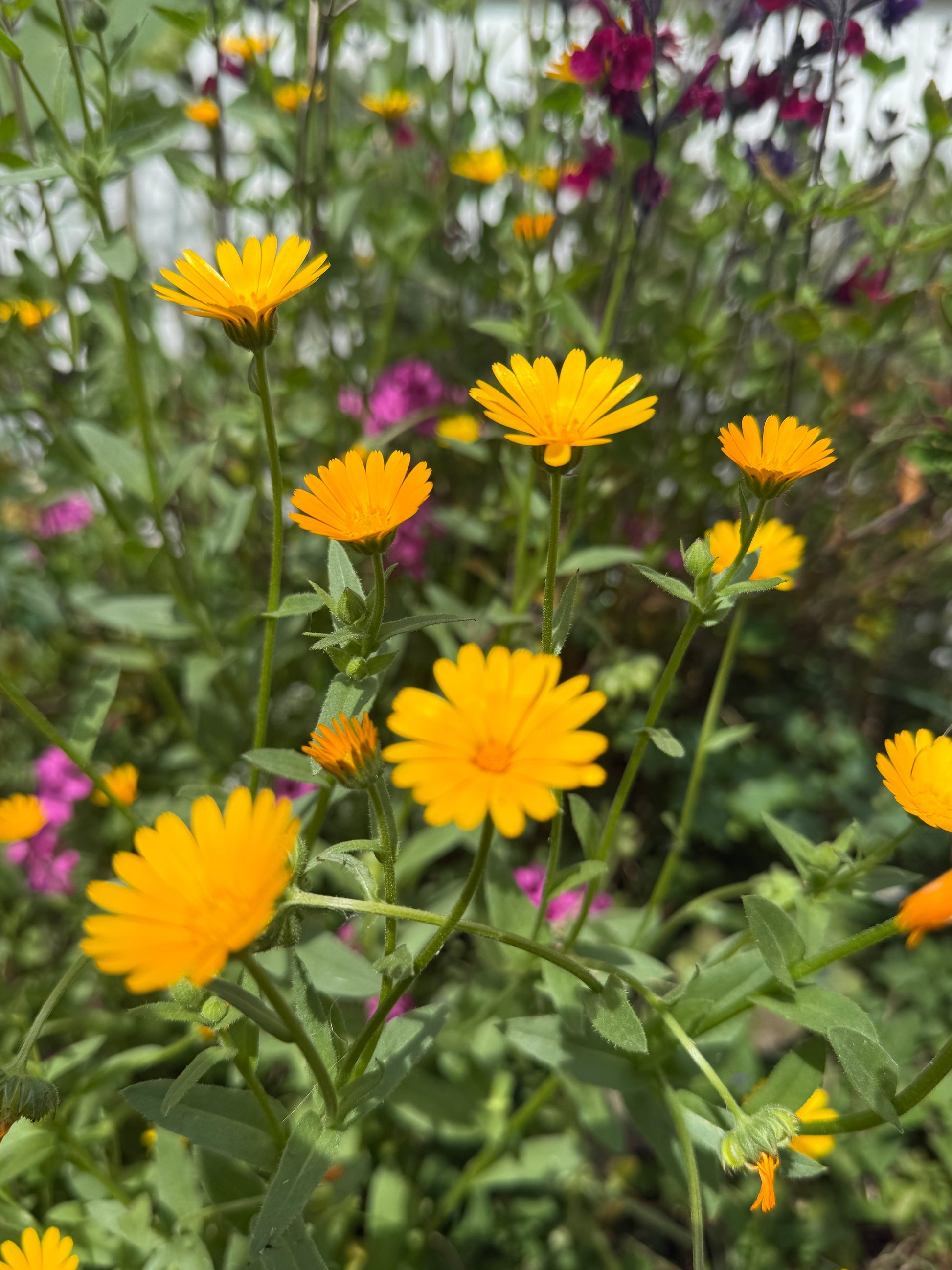 Calendula Wintersun - REGN