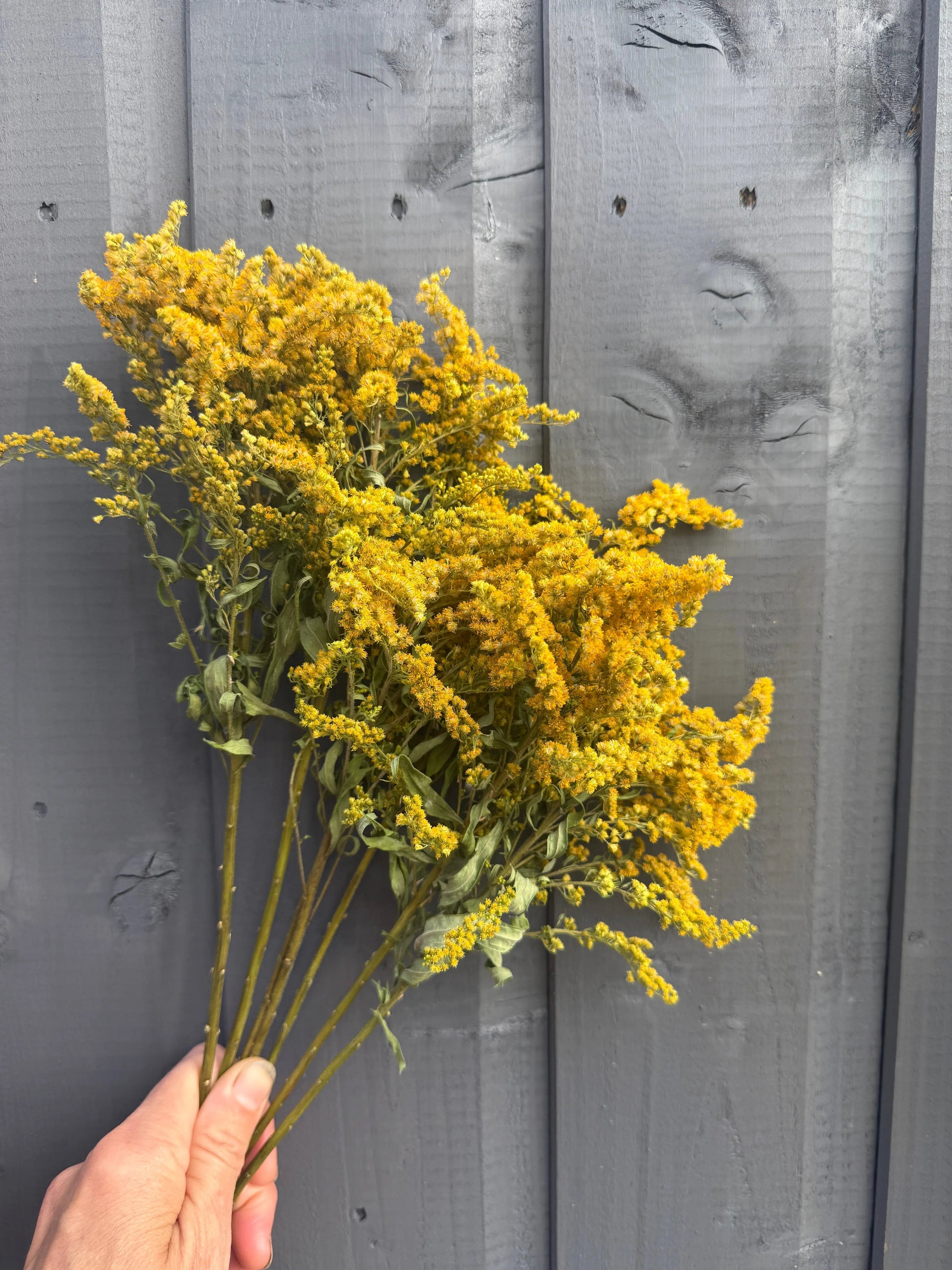 Canadensis (Goldenrod) Dried - REGN