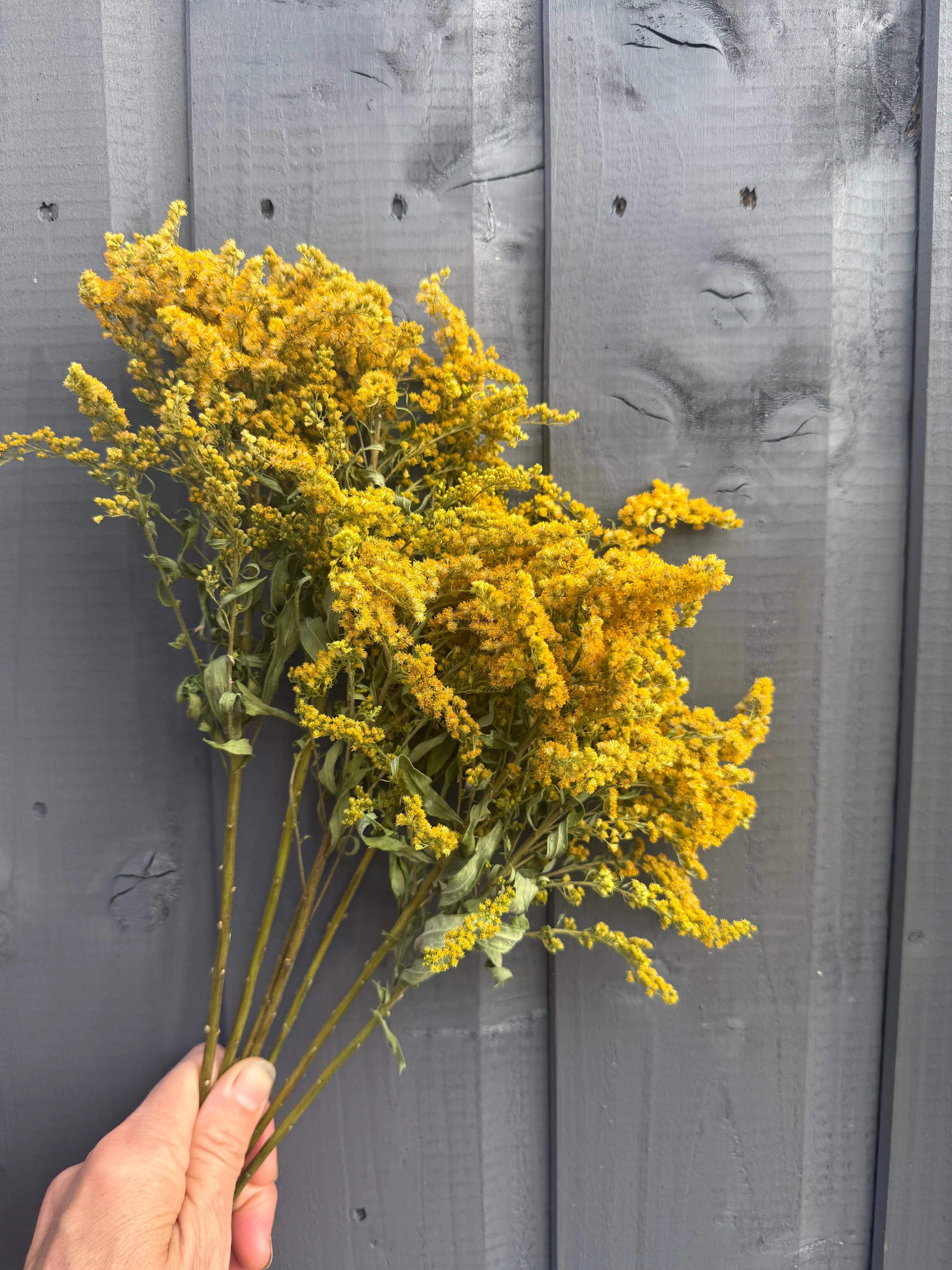 Canadensis (Goldenrod) Dried - REGN