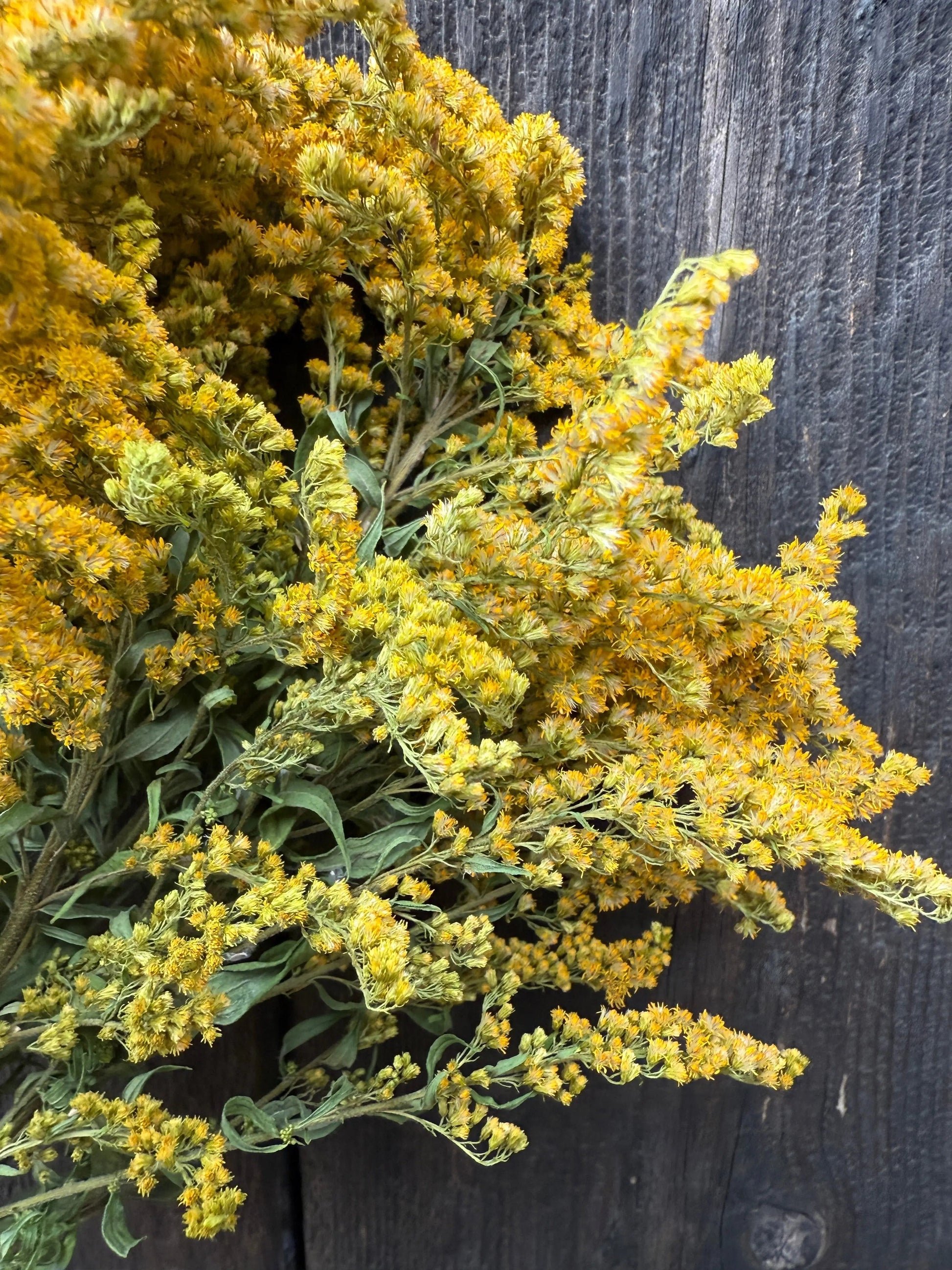 Canadensis (Goldenrod) Dried - REGN